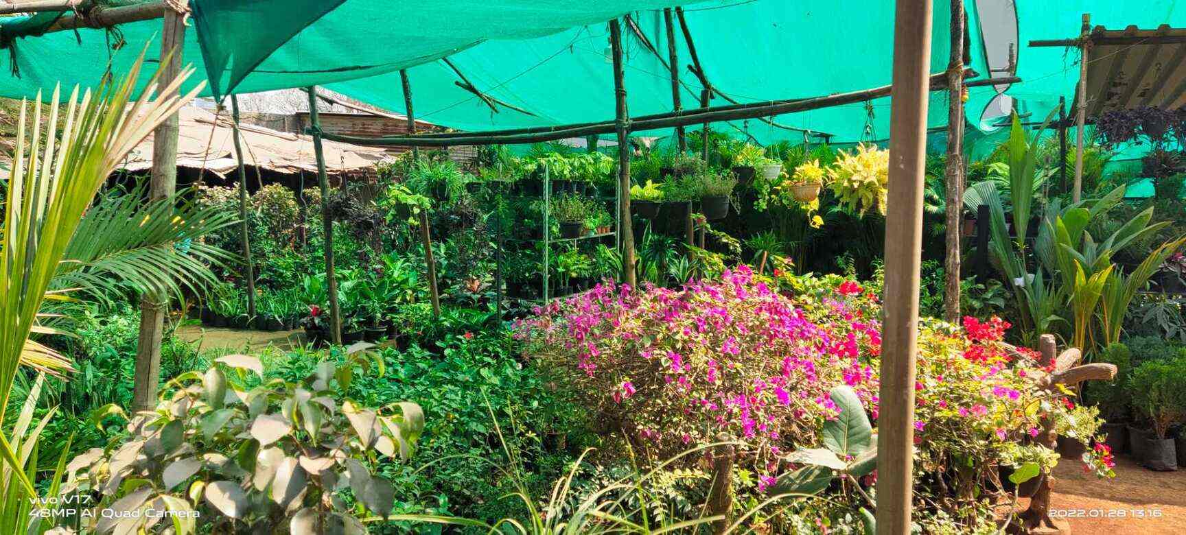 Mr Nitesh in Andheri West,Mumbai Best Plant Nurseries in Mumbai