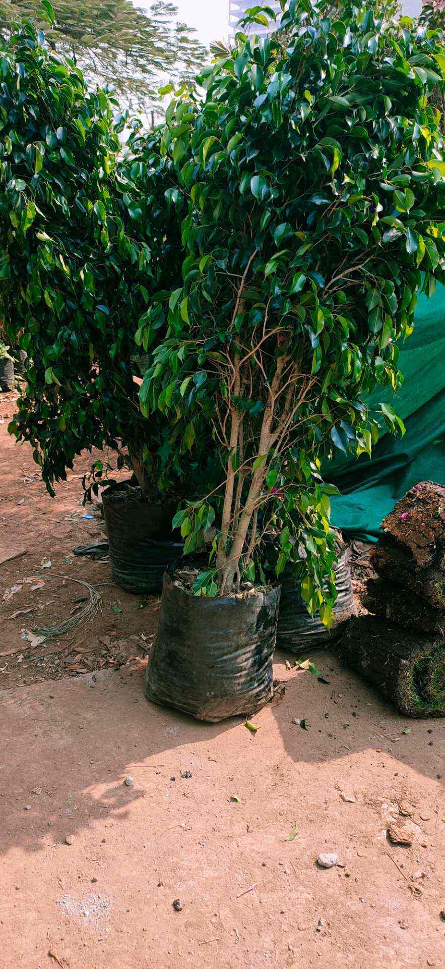 Mr Nitesh in Andheri West,Mumbai Best Plant Nurseries in Mumbai