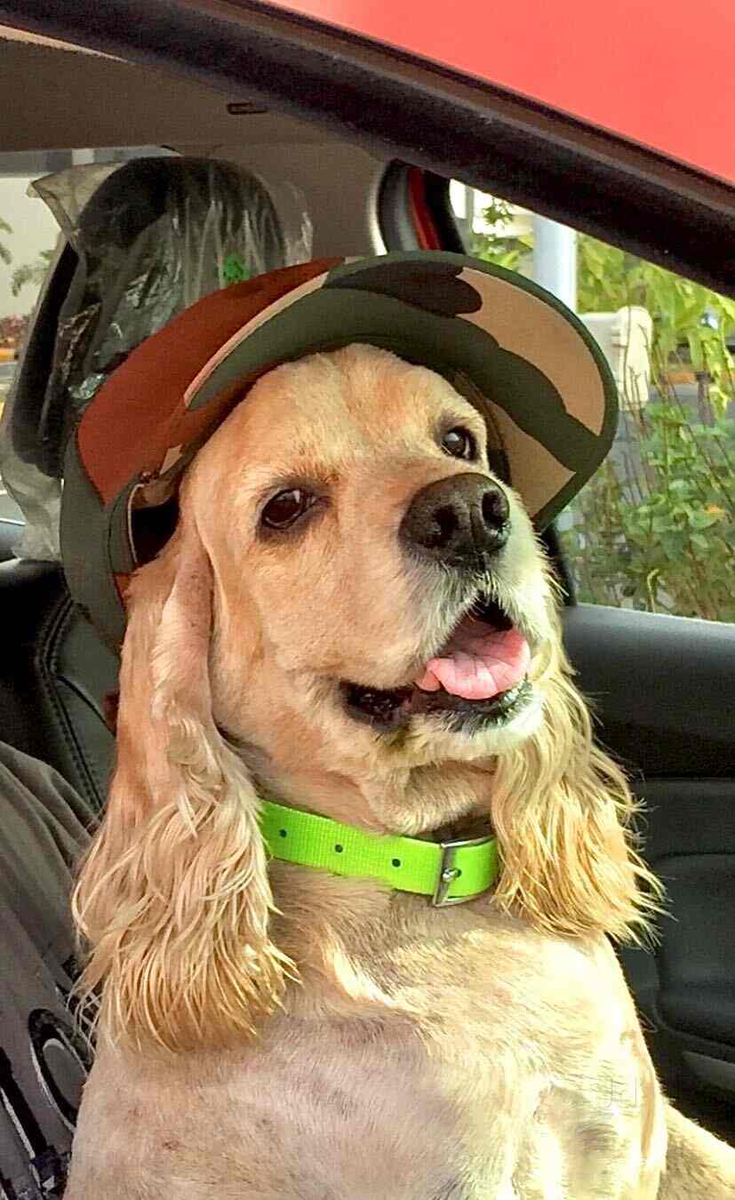 Top Cat Hostels in RajanpadaKharghar, Mumbai Best Cat Boarding