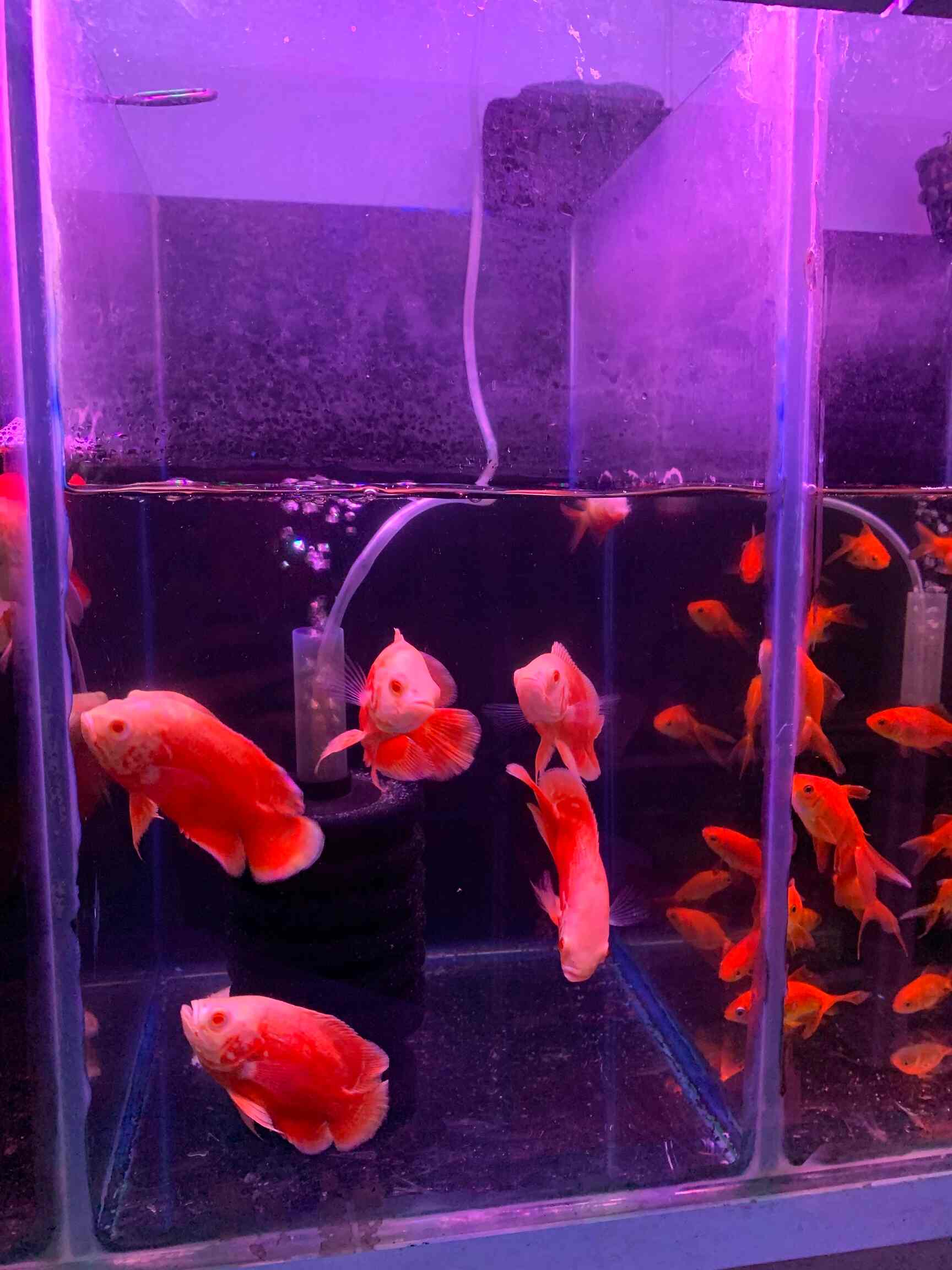 Top Cat Hostels in RajanpadaKharghar, Mumbai Best Cat Boarding