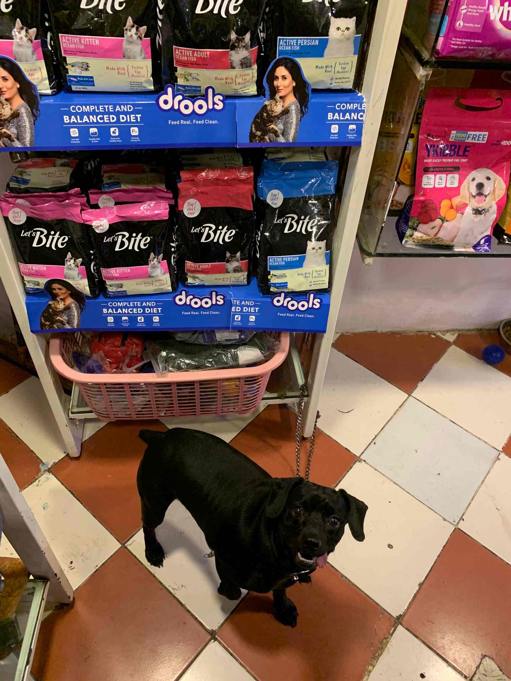 Top Cat Hostels in RajanpadaKharghar, Mumbai Best Cat Boarding