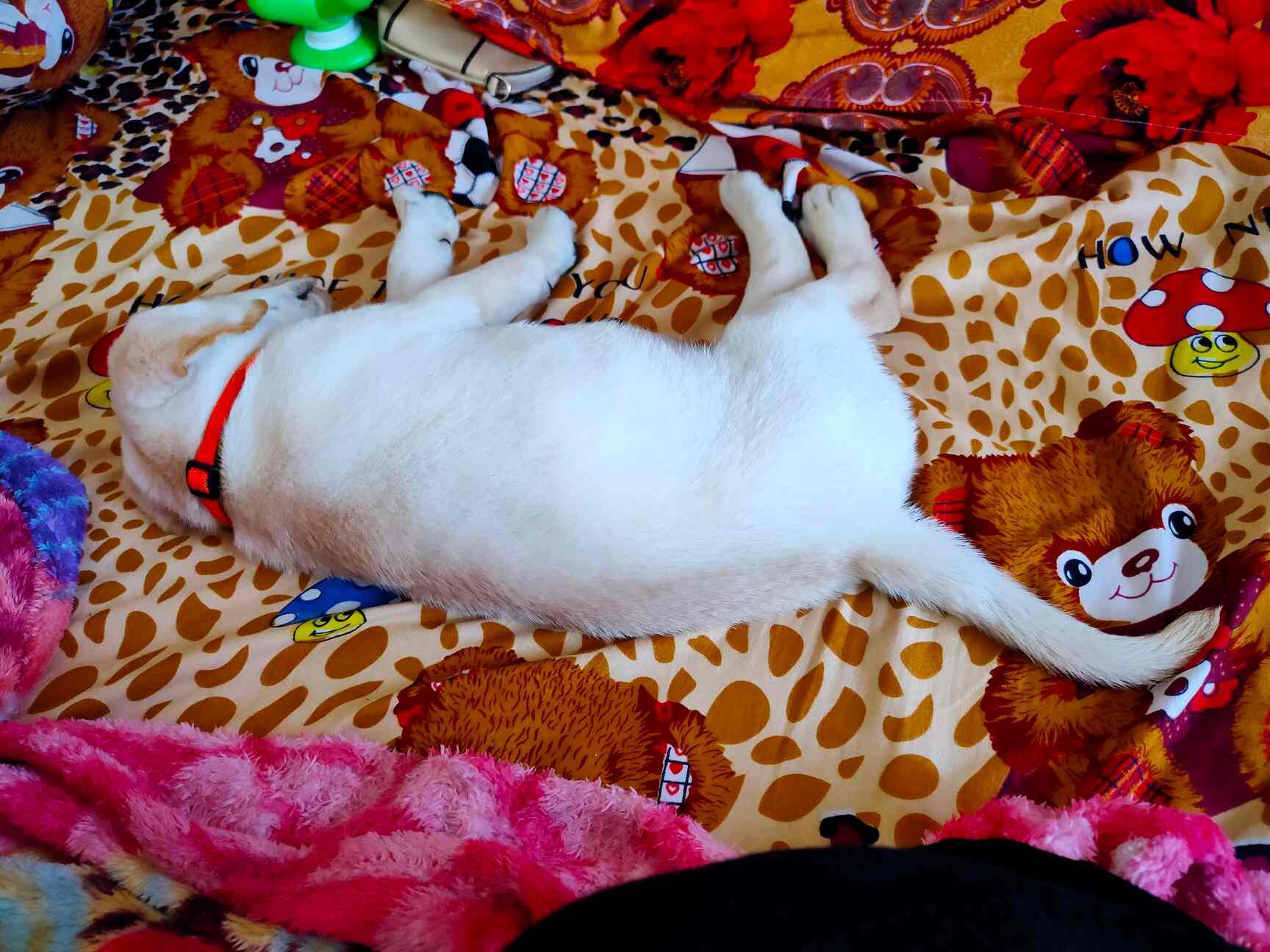 Top Pet Care Takers in Naigaon West Best Dog Care Takers Mumbai near me Justdial