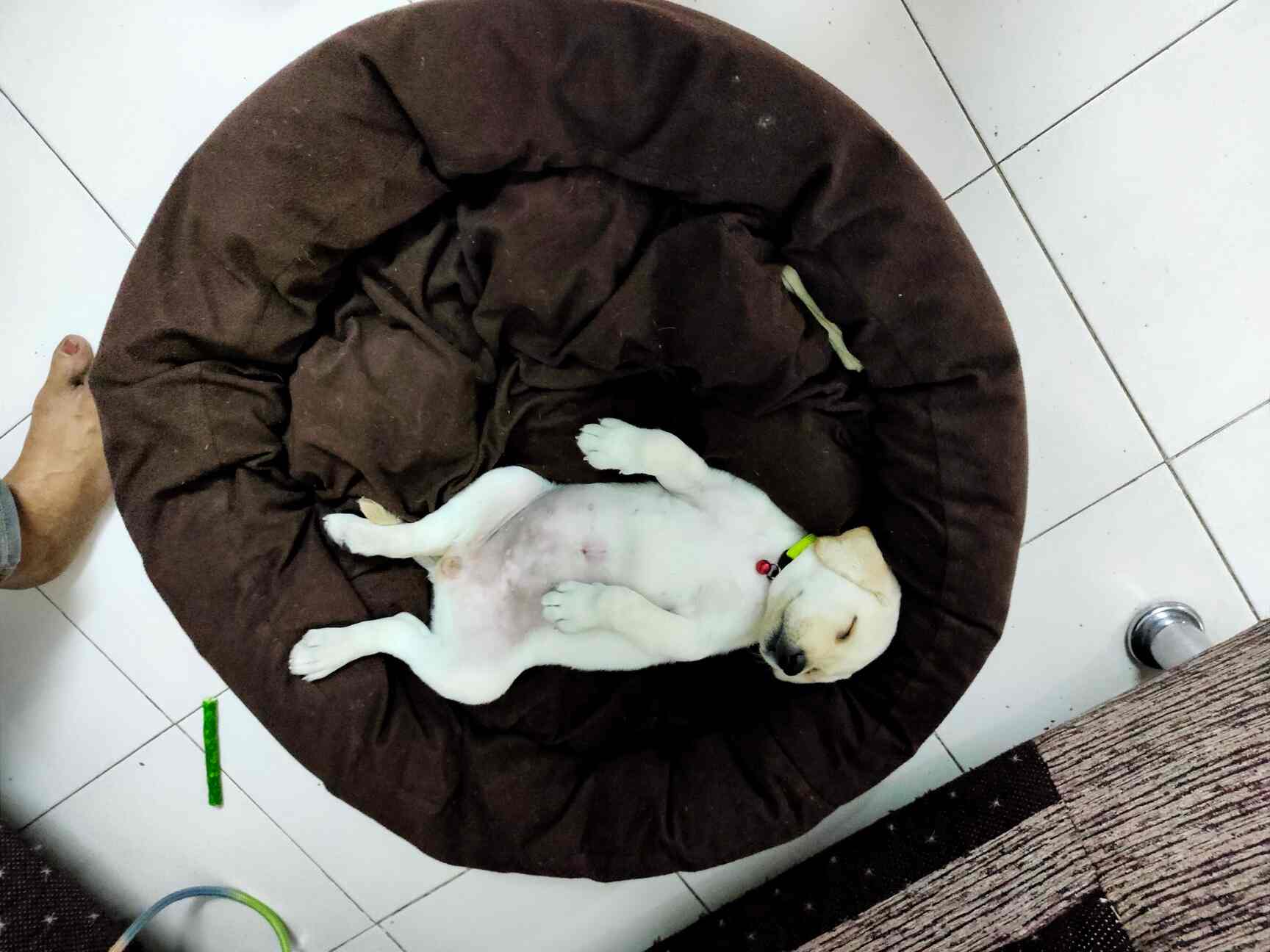 Top Pet Care Takers in Naigaon West Best Dog Care Takers Mumbai near me Justdial