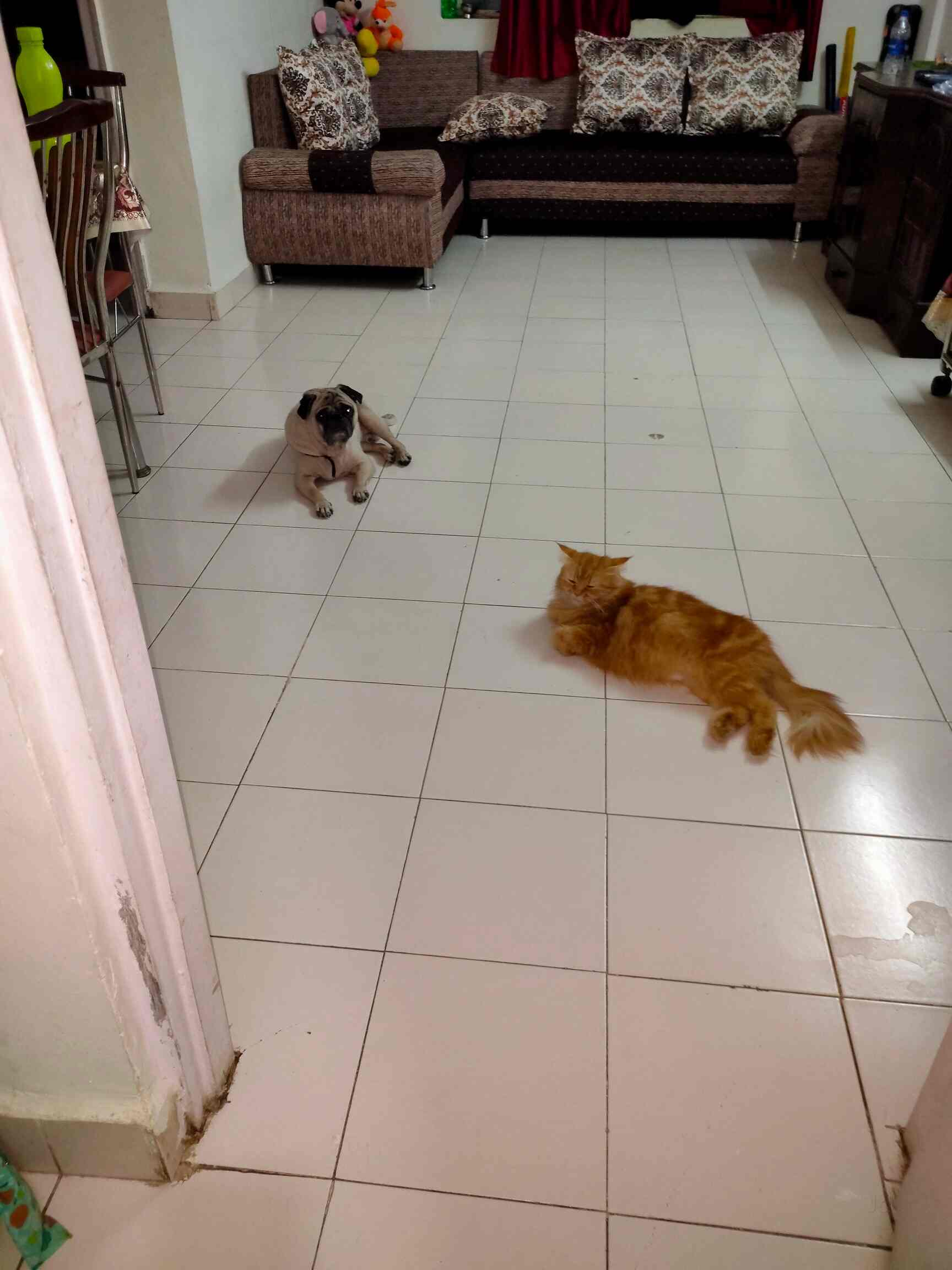 Top Pet Care Takers in Naigaon West Best Dog Care Takers Mumbai near me Justdial