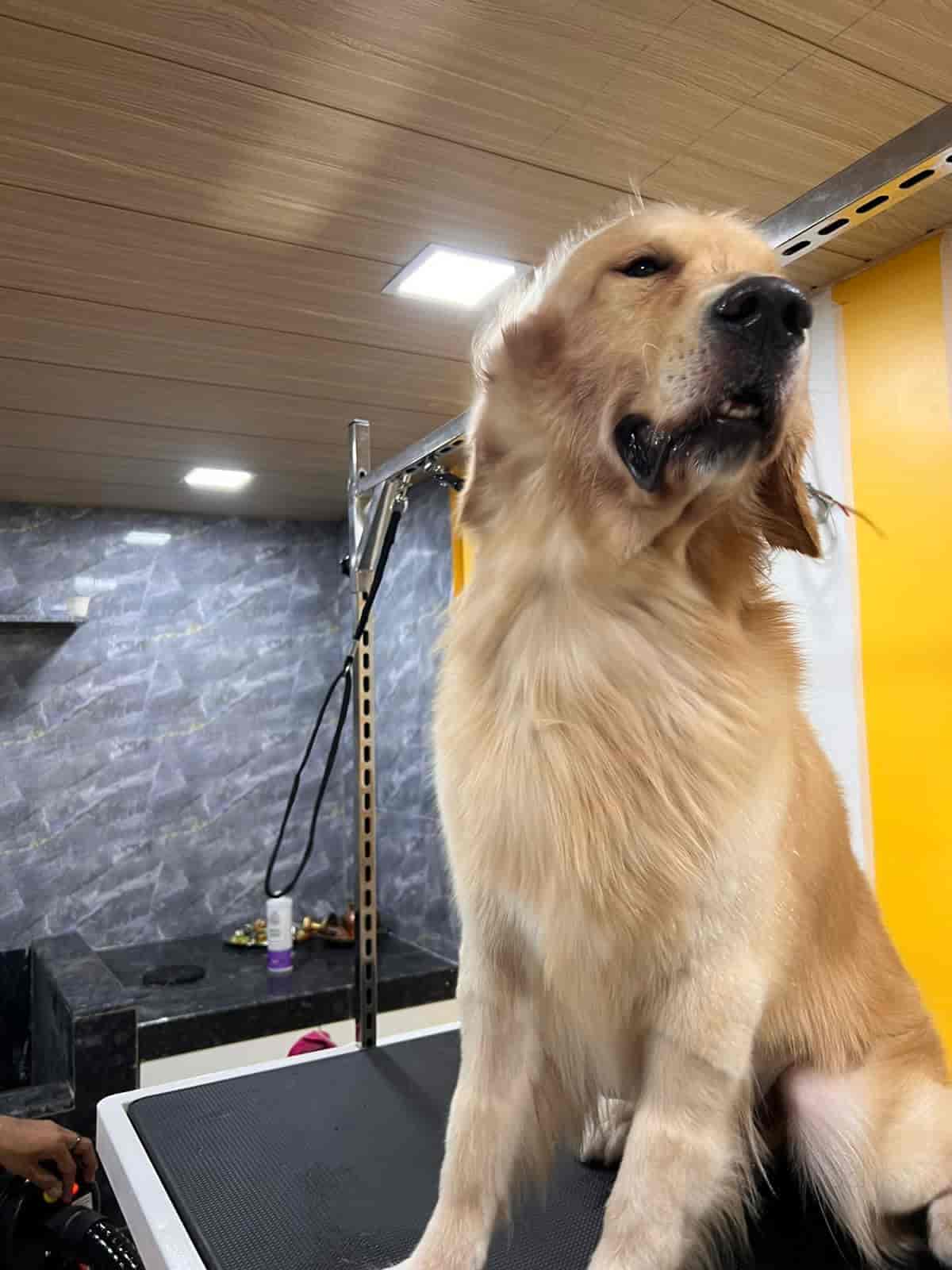 Groombox Pet Retreat & Styling Studio in Kopar Khairane,Mumbai Best