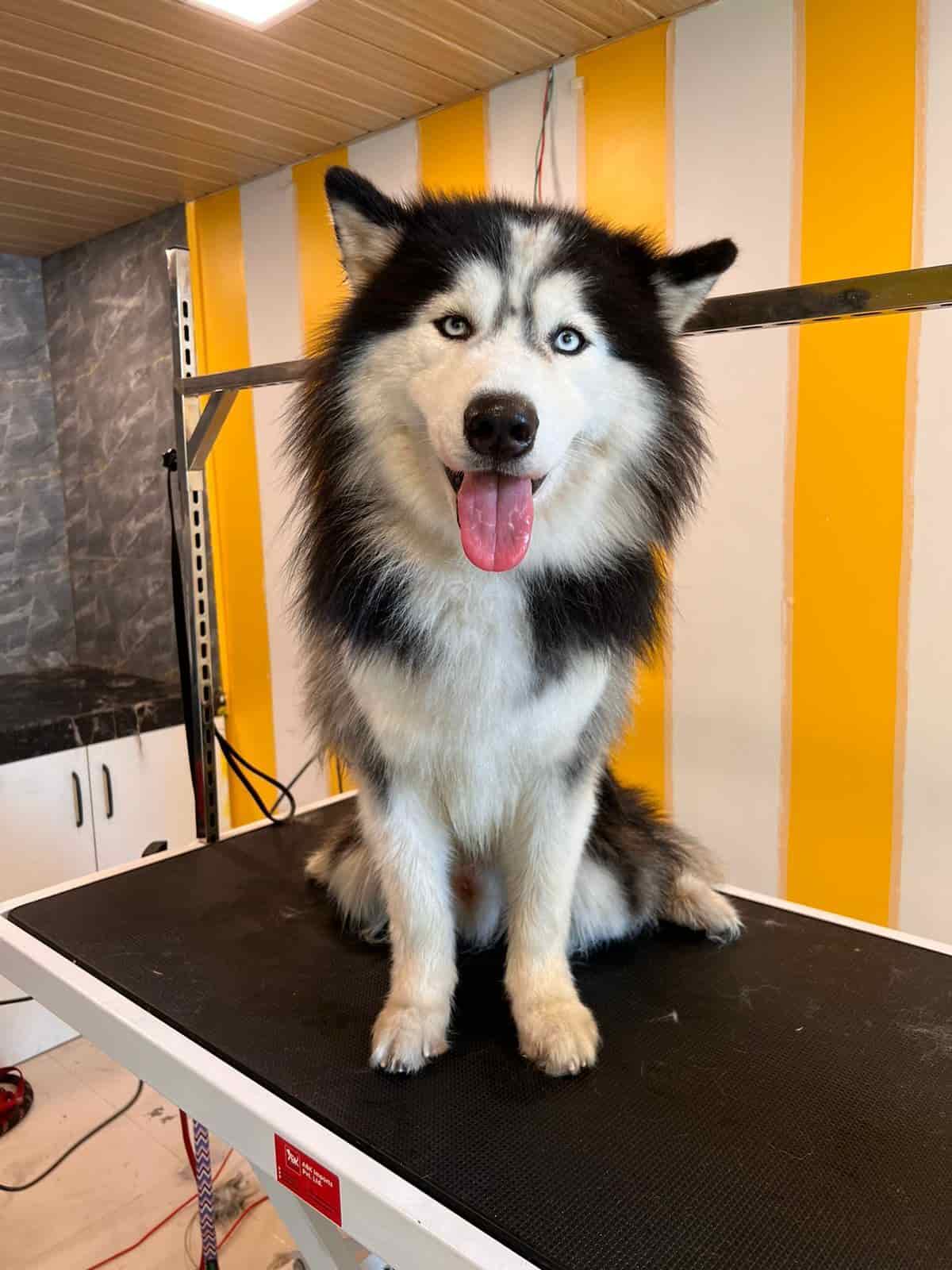 Groombox Pet Retreat & Styling Studio in Kopar Khairane,Mumbai Best