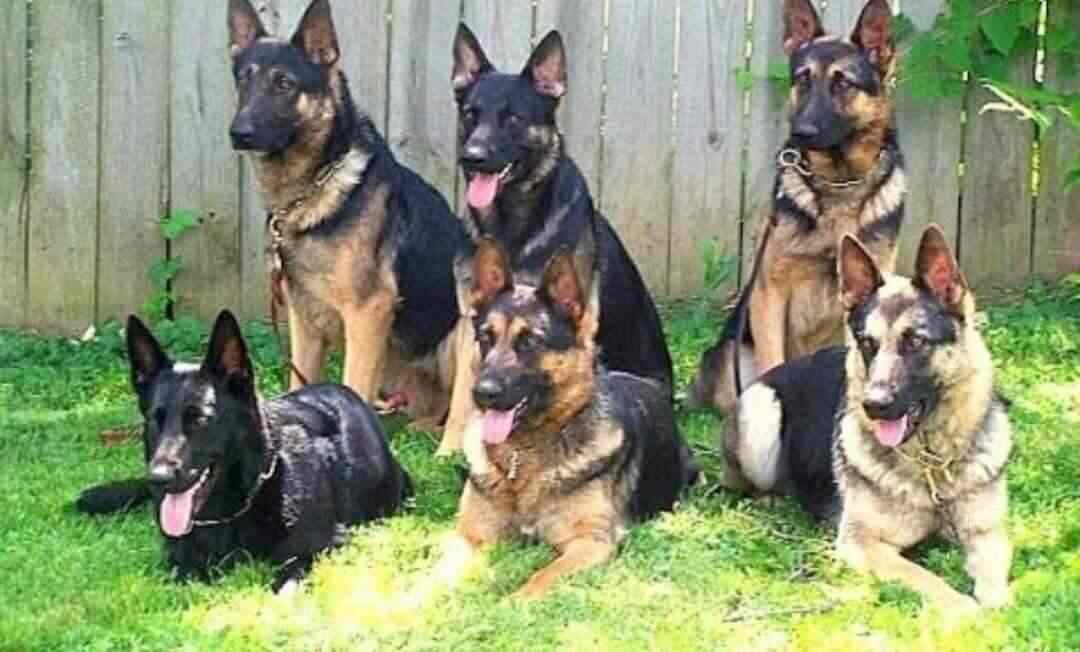 A 1 Dog Kennel in Basera,Muzaffarnagar Best Dog Kennel Dealers in