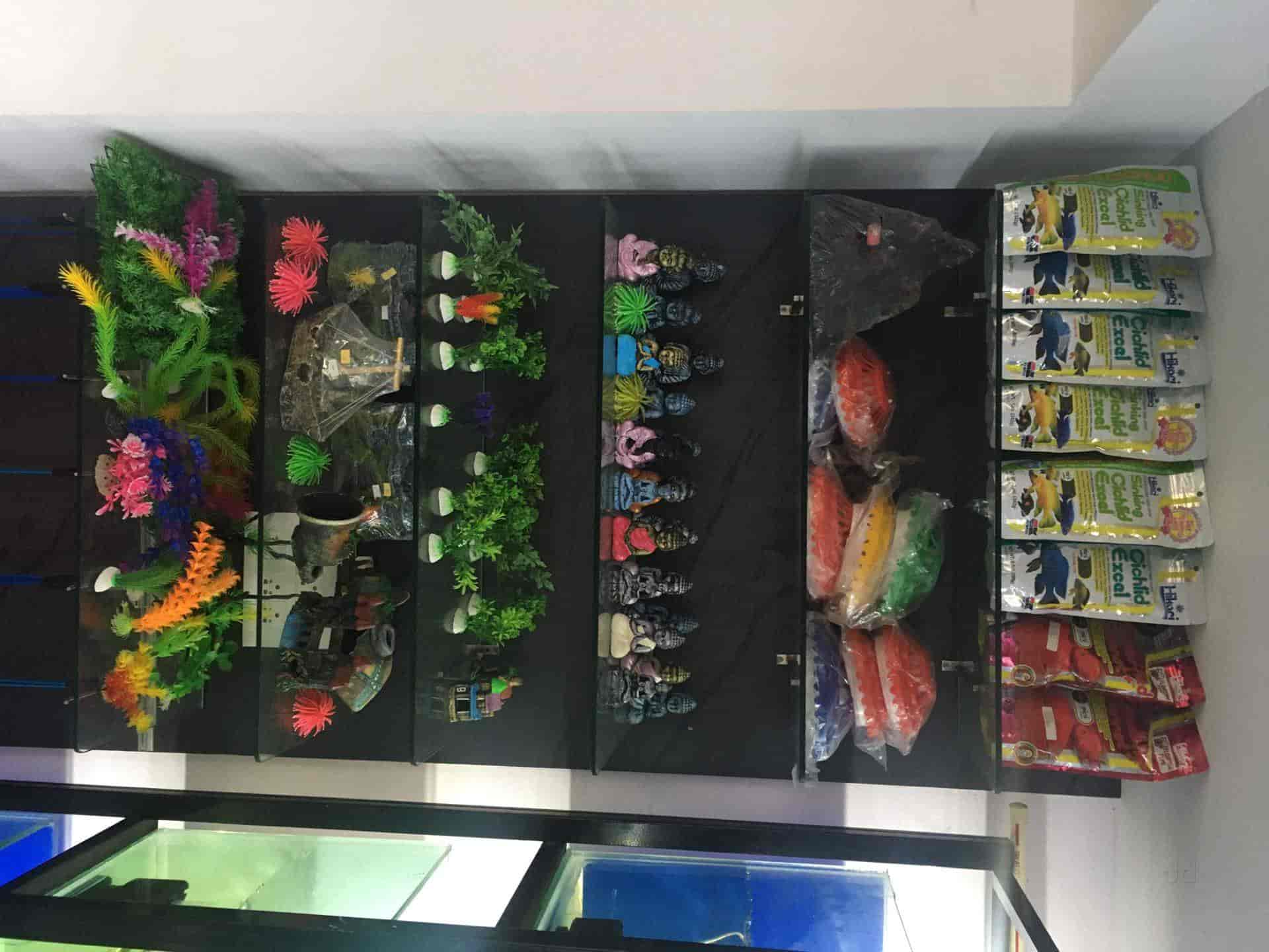 Top Aquarium Neon Tetra Fish Wholesalers in Coimbatore एक्वेरियम नीयन