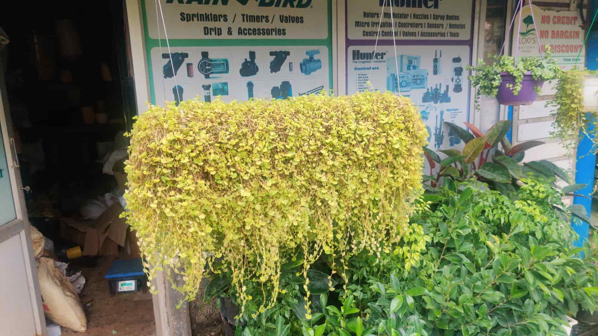 Top Plant Nurseries in Hinkal,Mysore Best Government Plant Nurseries