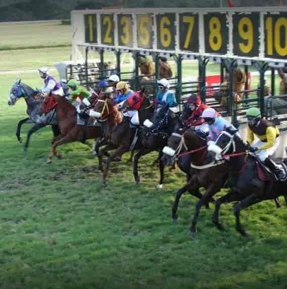 Top Artificial Turf Dealers In Banni Mantap Best Artificial Grass Dealers Mysore Justdial Horse racing uk & ireland results. justdial