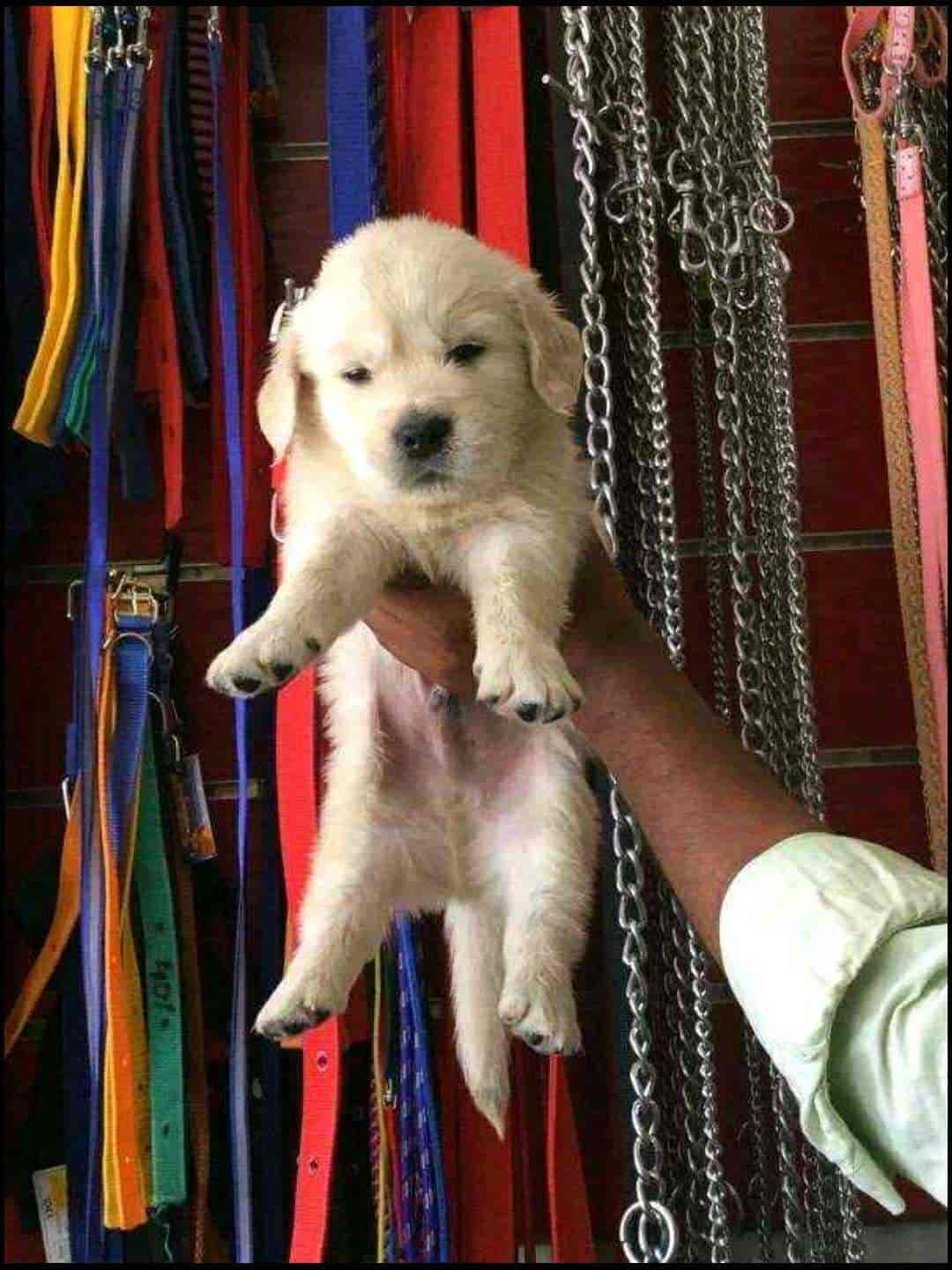 Mysore Golden Kennel, Srirampura Dog Kennel Dealers in Mysore Justdial