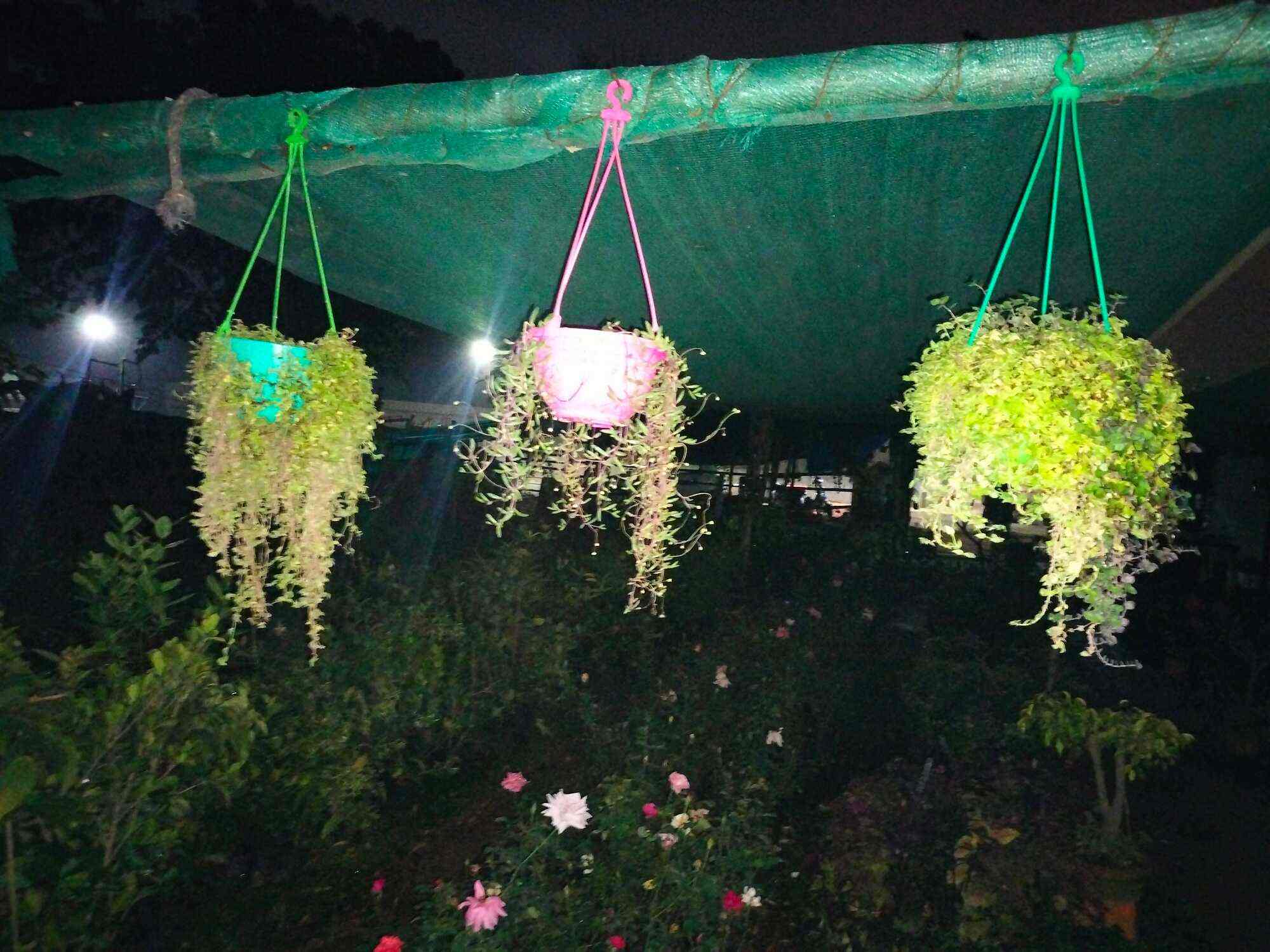 Top Plant Nurseries in Hinkal,Mysore Best Government Plant Nurseries