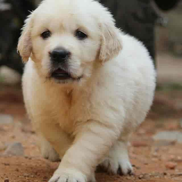 Top Pet Shops For Dog in Mysore Best Pet Supplies Store near me Justdial