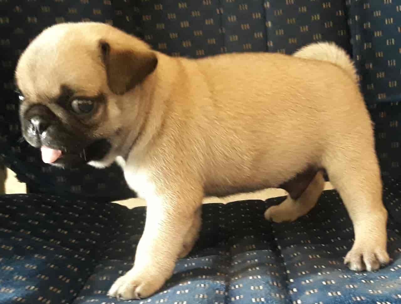 Sweet Dogs For Life Photos Ramakrishnanagar Mysore Pictures Images Gallery Justdial
