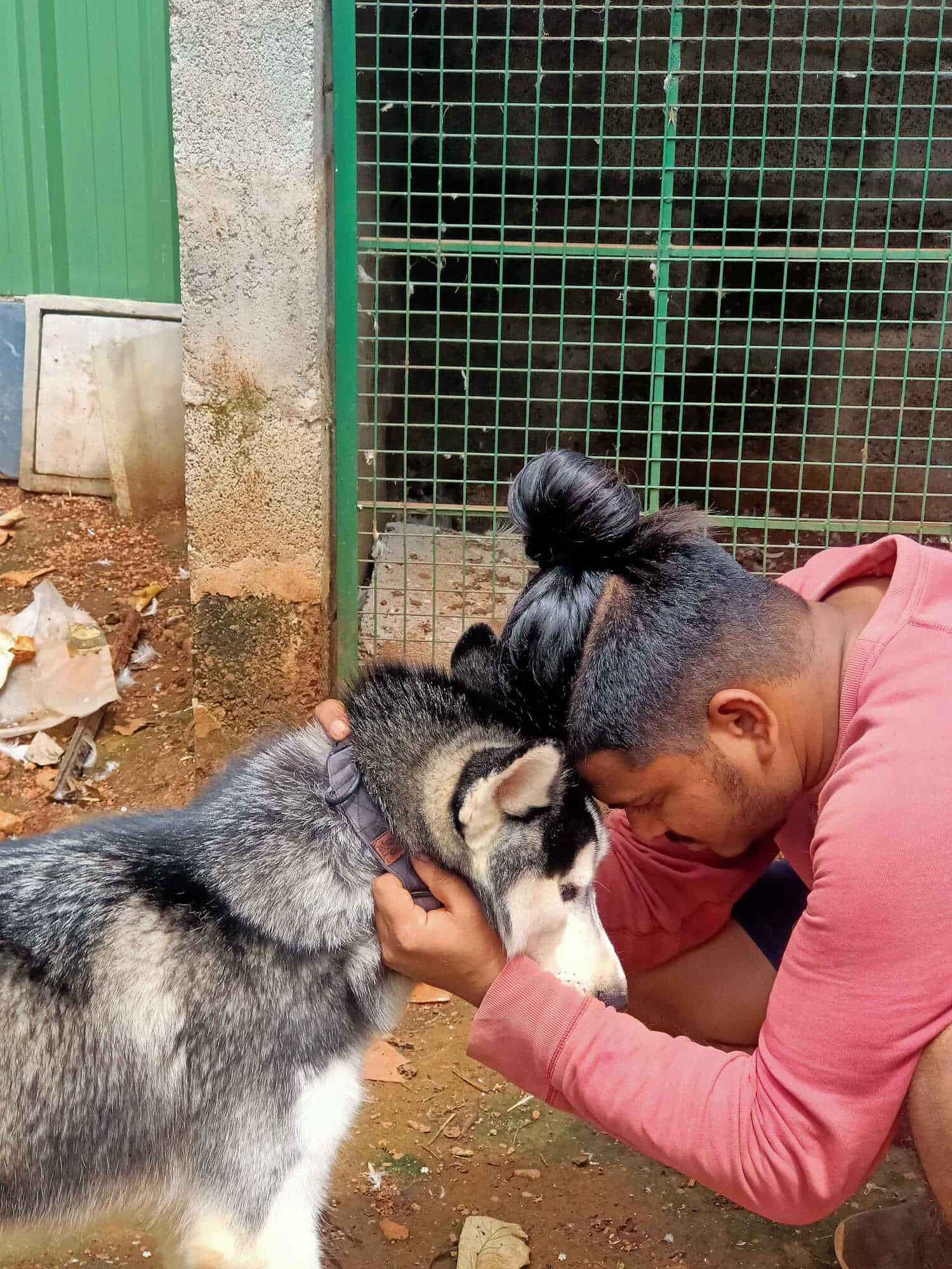 Sweet Dogs For Life, Ramakrishnanagar Dog Kennel Dealers in Mysore