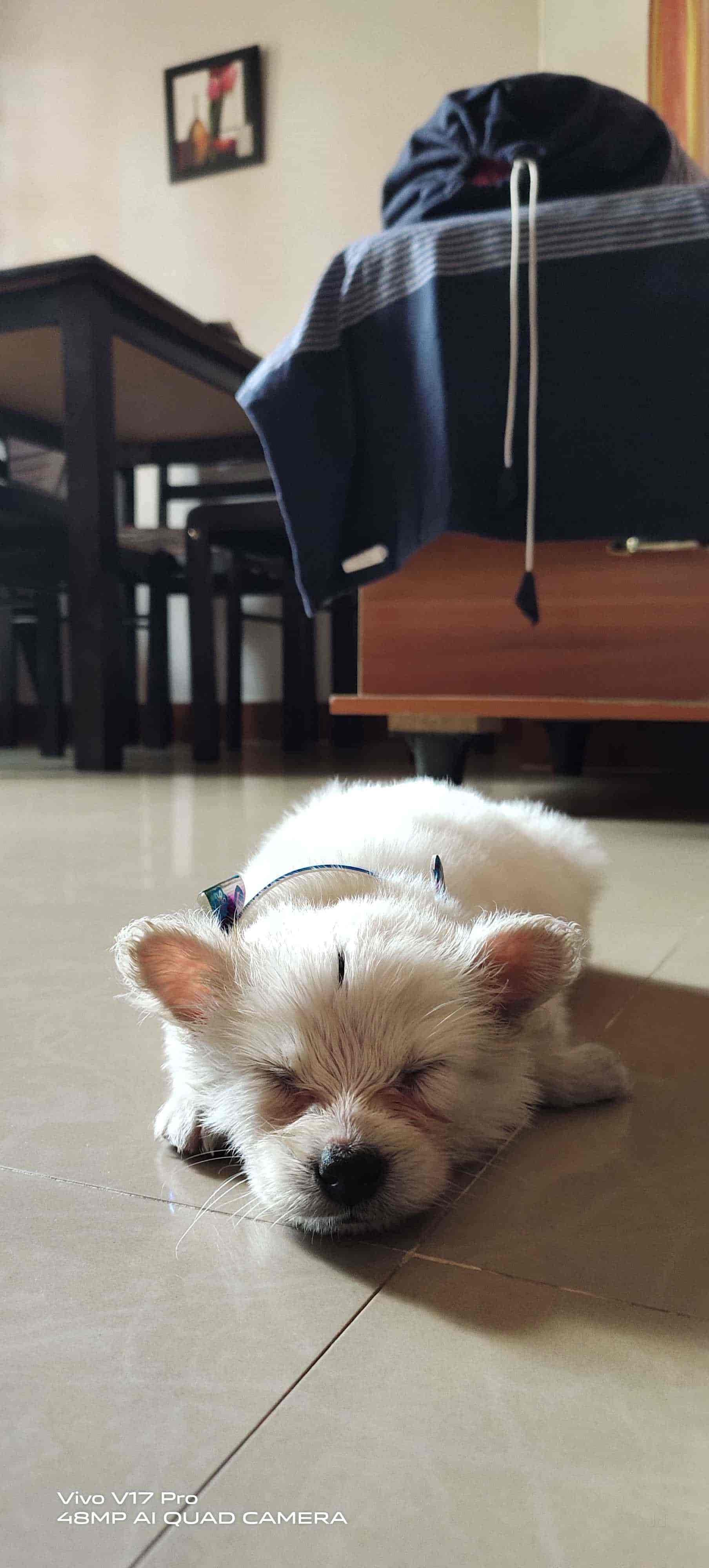 Sweet Dogs For Life, Ramakrishnanagar Dog Kennel Dealers in Mysore