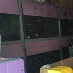 D N Aquariums J P Nagar Pet Shops For Dog In Mysore Justdial