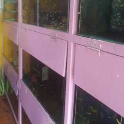 D N Aquariums J P Nagar Pet Shops For Dog In Mysore Justdial