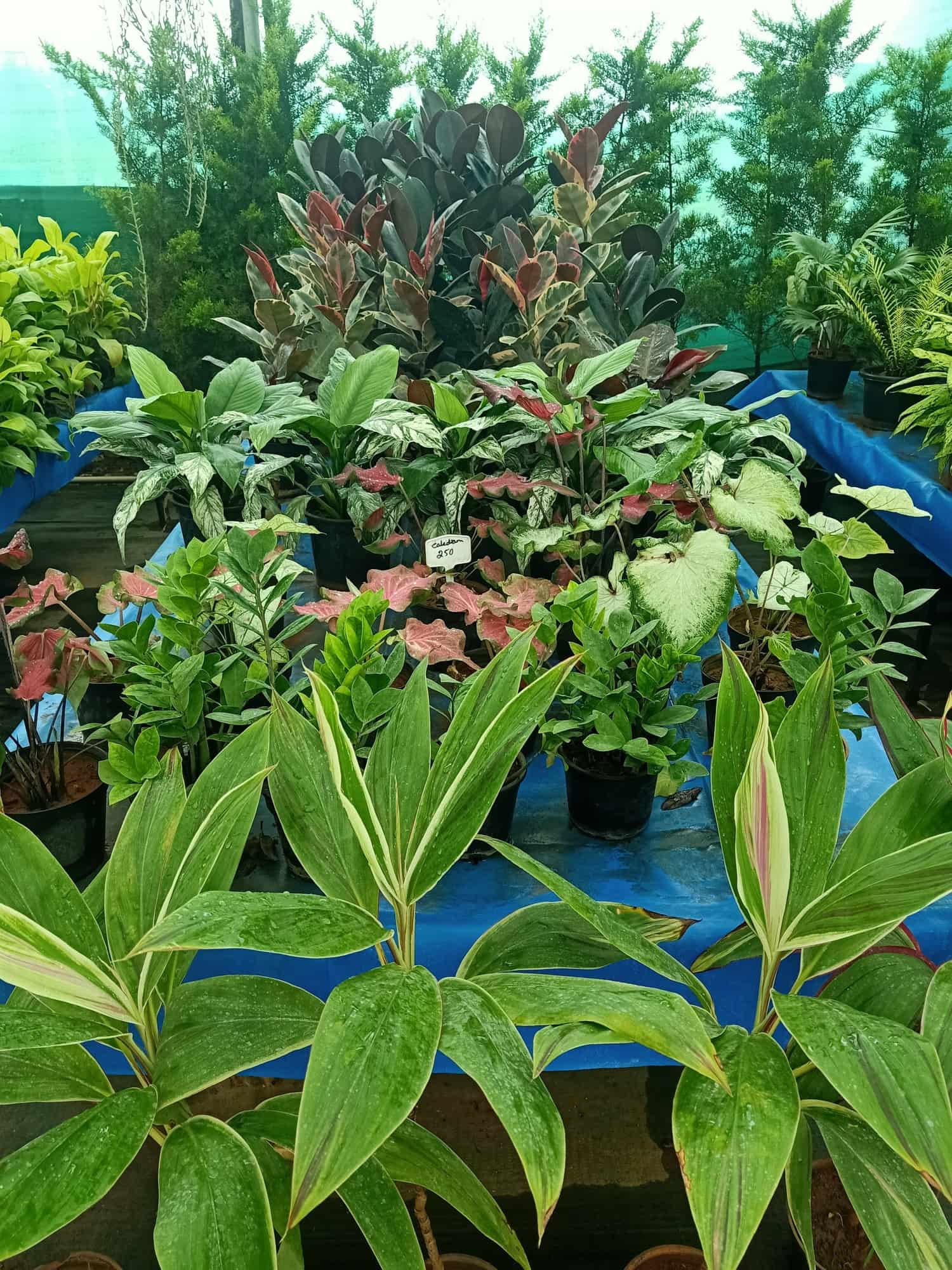 Top Plant Nurseries in Hinkal,Mysore Best Government Plant Nurseries