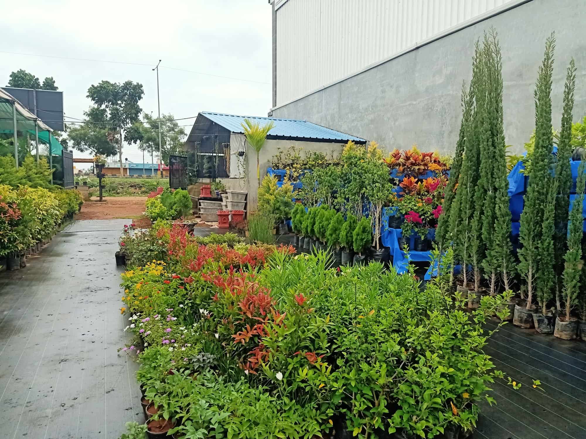 Top Plant Nurseries in Hinkal,Mysore Best Government Plant Nurseries