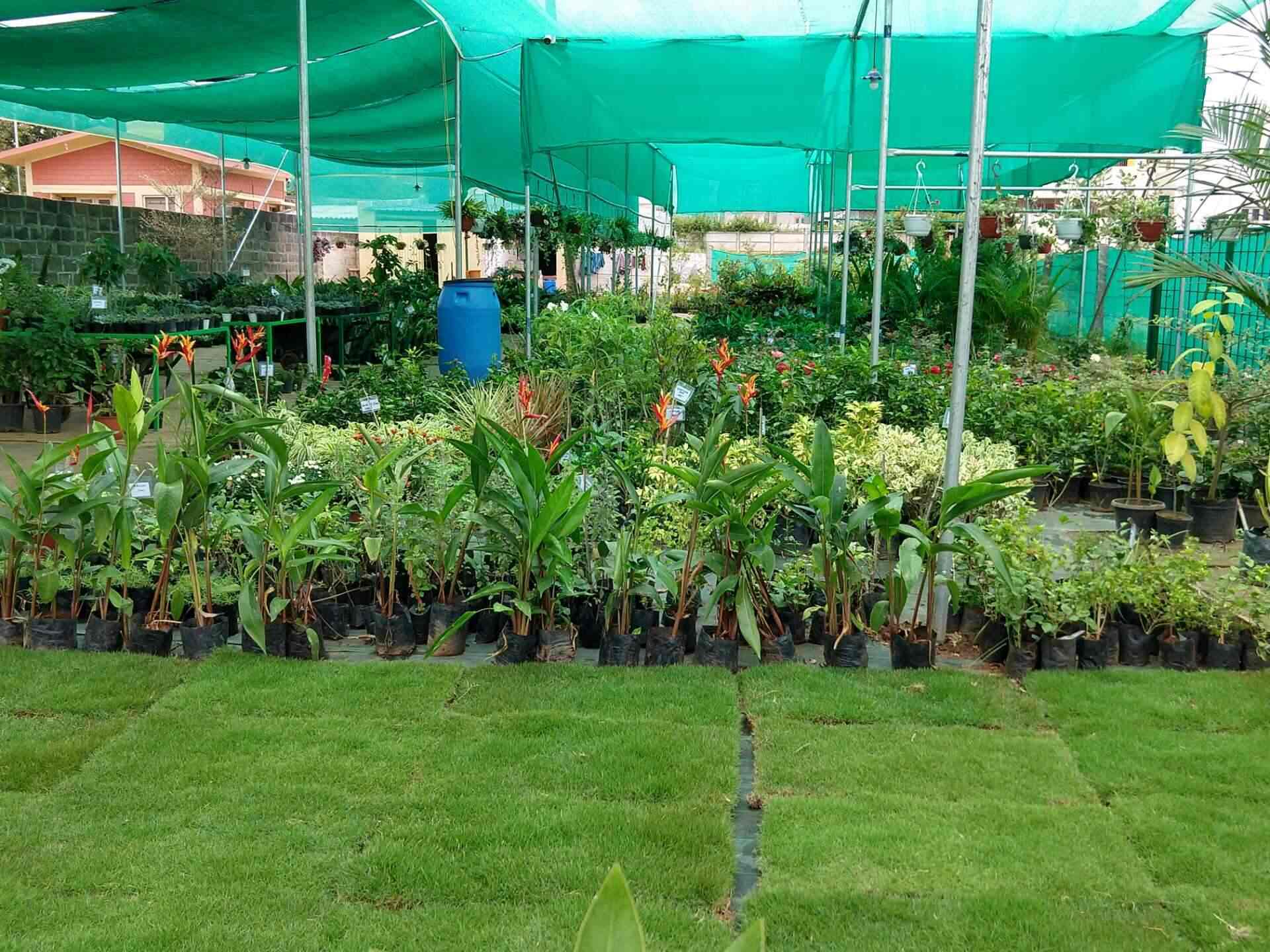 MYSORE Plants Nursery, Bogadi Plant Nurseries in Mysore Justdial