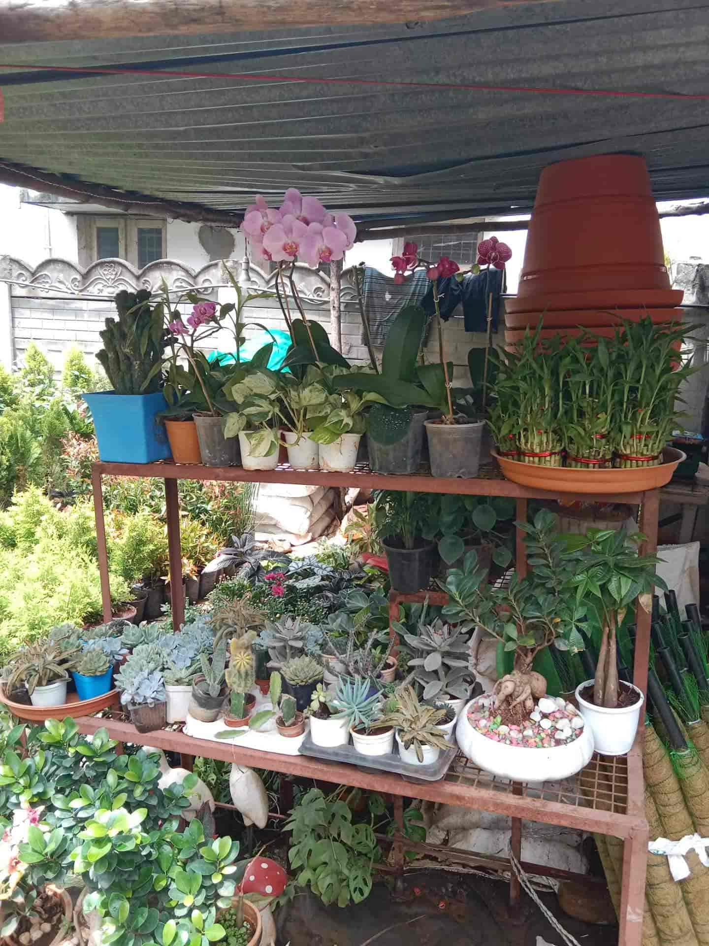 Sahyadri Garden in Bogadi,Mysore Best Fruit Plant Nurseries in Mysore