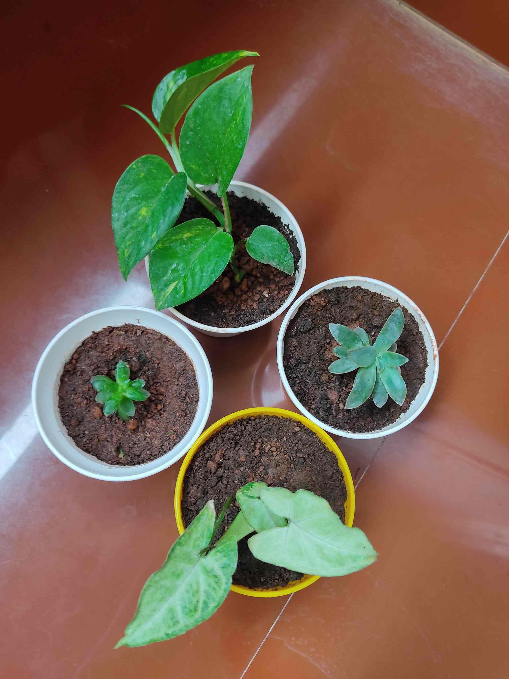 Pfe Plant Nursery from Mysore, India Company Profile