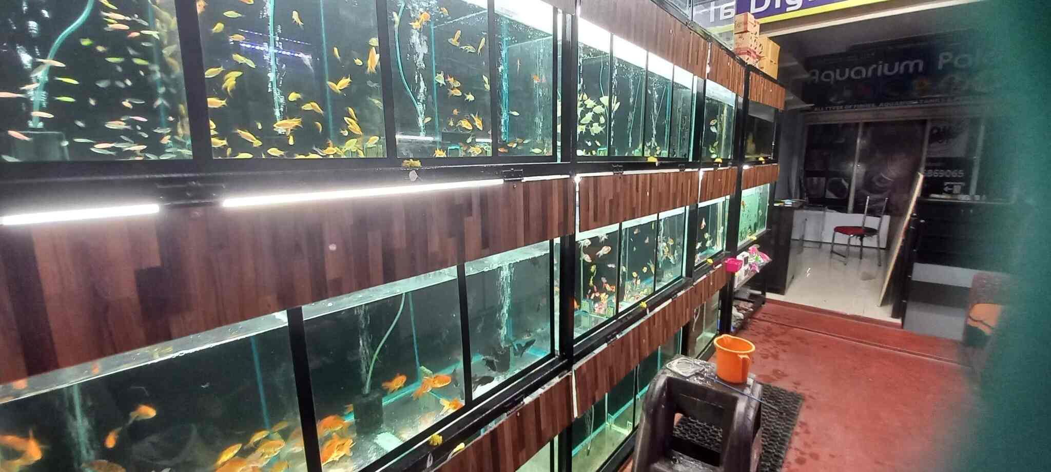 Aquarim palace in Siddhartha Layout,Mysore Best Aquarium Fish Dealers
