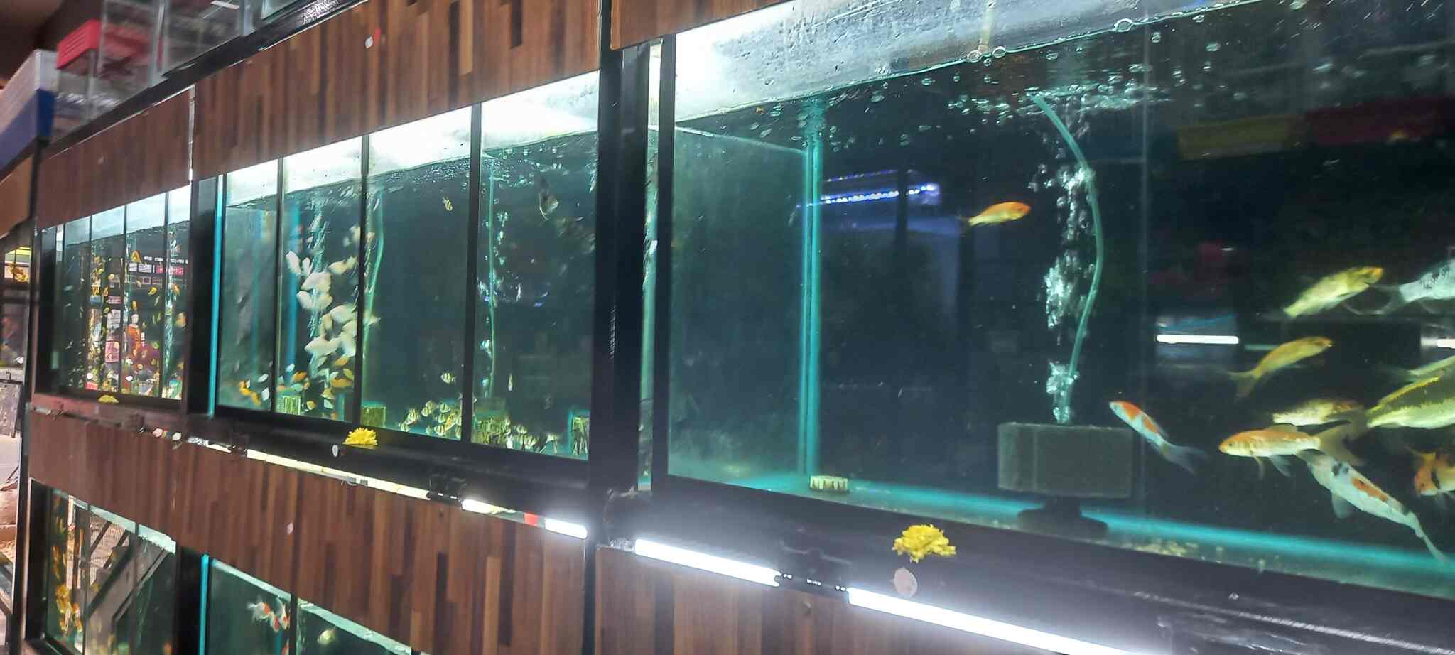 Aquarim palace in Siddhartha Layout,Mysore Best Aquarium Fish Dealers