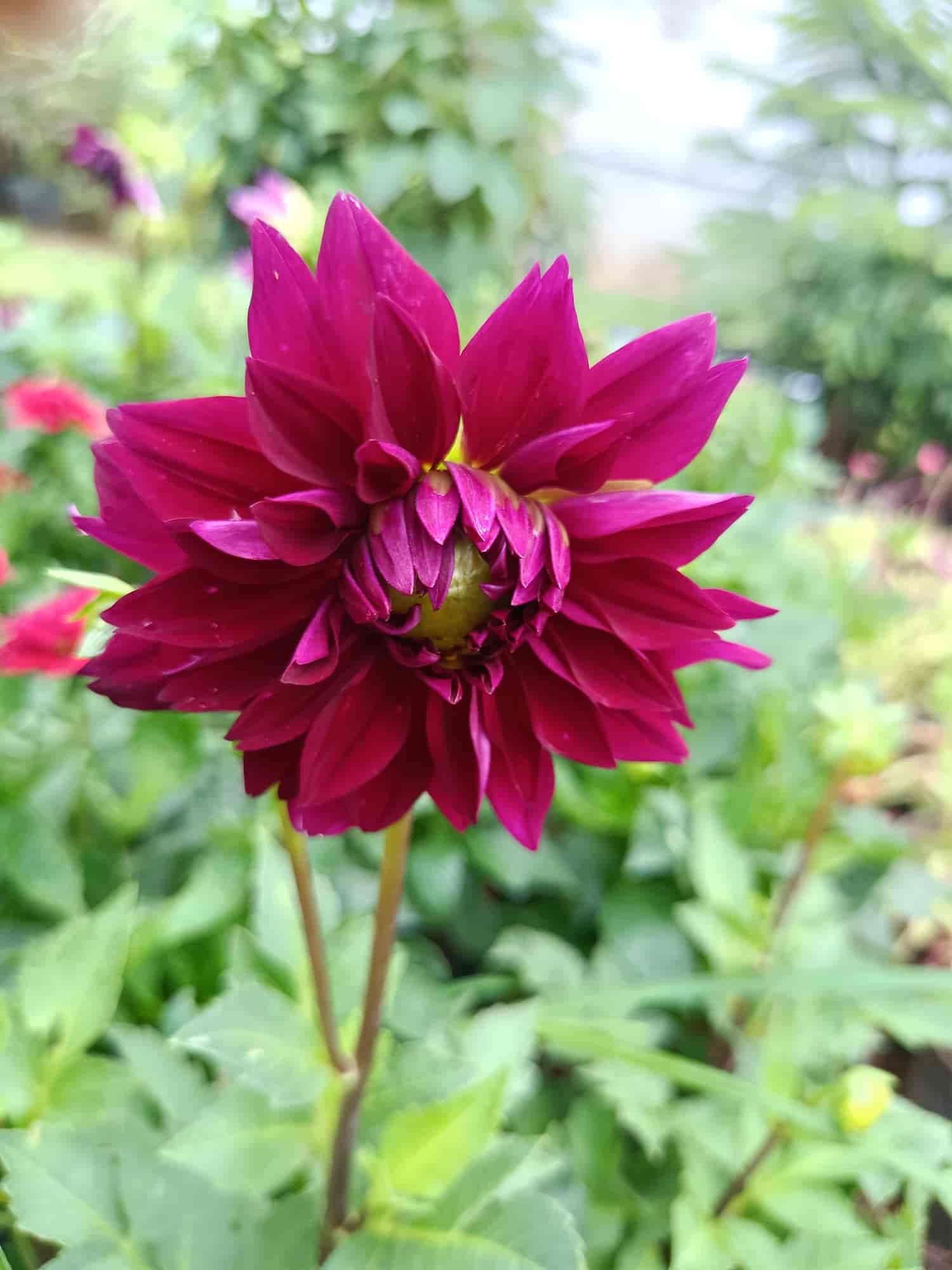 Top Plant Nurseries in Hinkal,Mysore Best Government Plant Nurseries