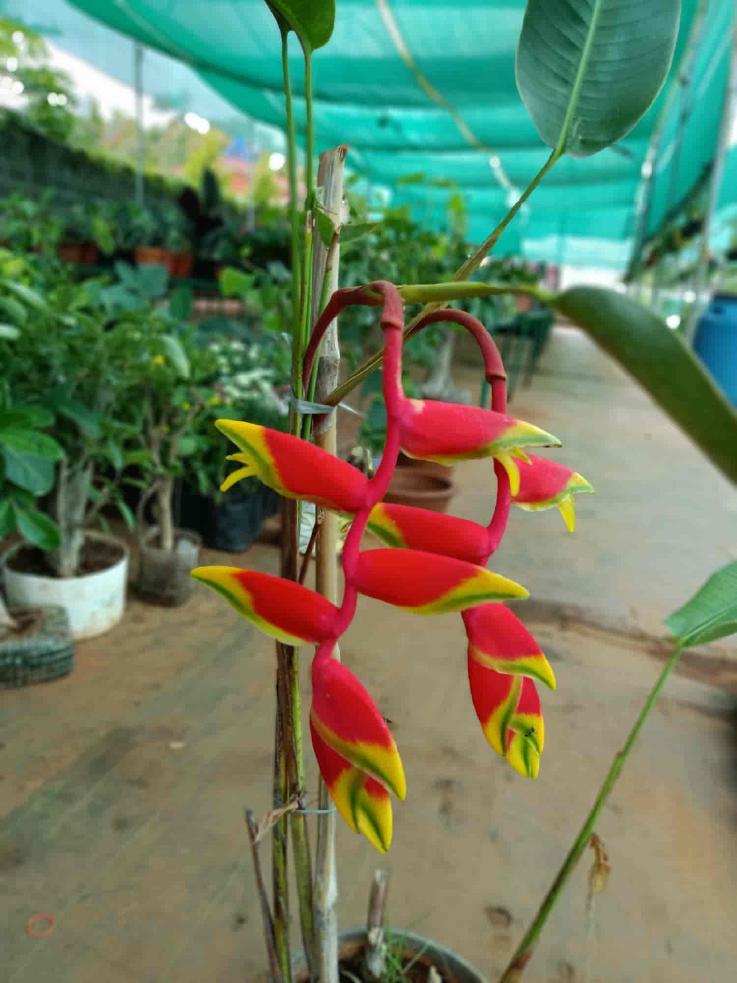 Top Plant Nurseries in Hinkal,Mysore Best Government Plant Nurseries