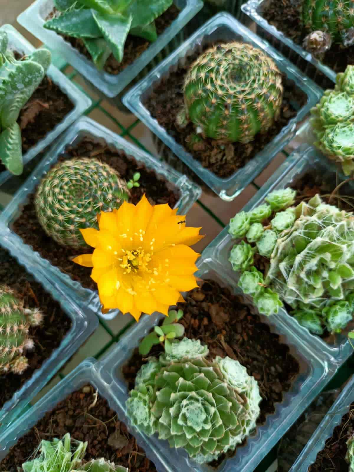 Top Plant Nurseries in Hinkal,Mysore Best Government Plant Nurseries