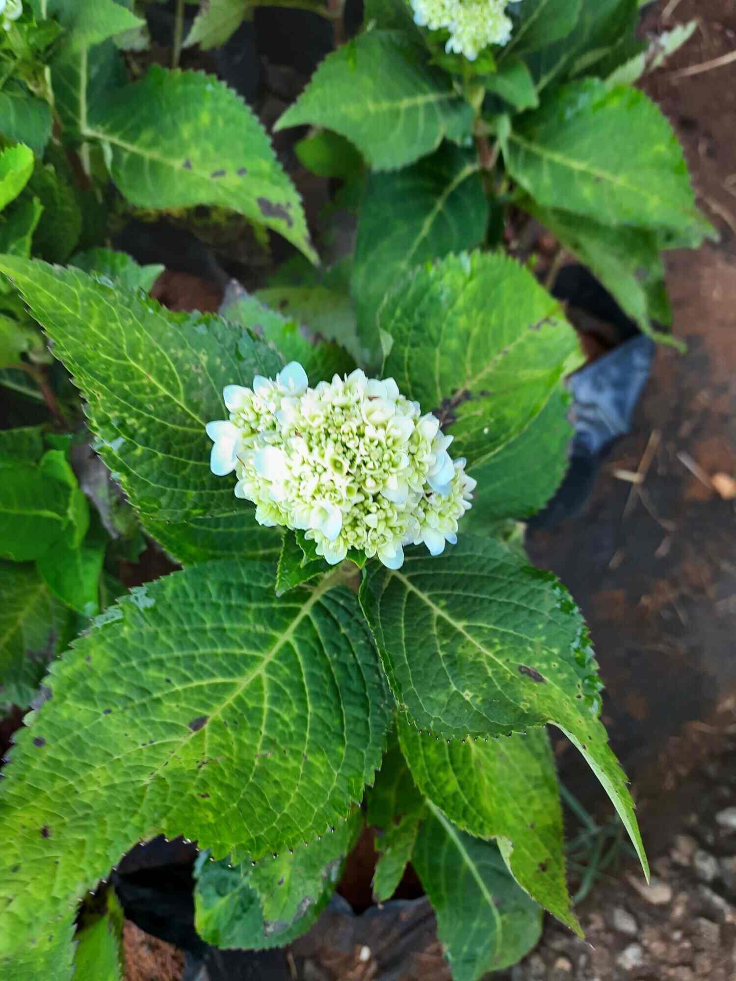 Top Plant Nurseries in Meenakshipuram,Nagercoil Best Government Plant Nurseries near me Justdial