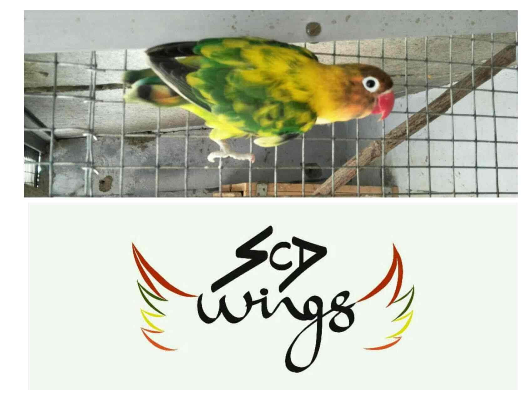 Top Pet Grooming Services in Kanyakumari Best Pet Spa near me Justdial