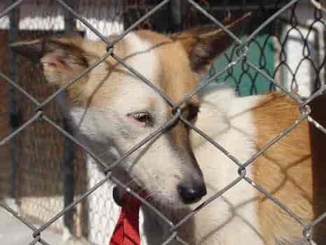 Top Animal Welfare Organisations in Nagpur - Best Ngos For Animal Welfare - Justdial Top Animal Welfare Organisations in Nagpur - Best Ngos For Animal Welfare - Justdial