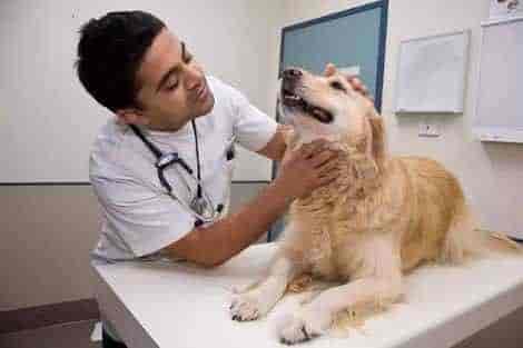 Top Veterinary Hospitals In Kamptee Road Best Animal Hospitals Nagpur Justdial