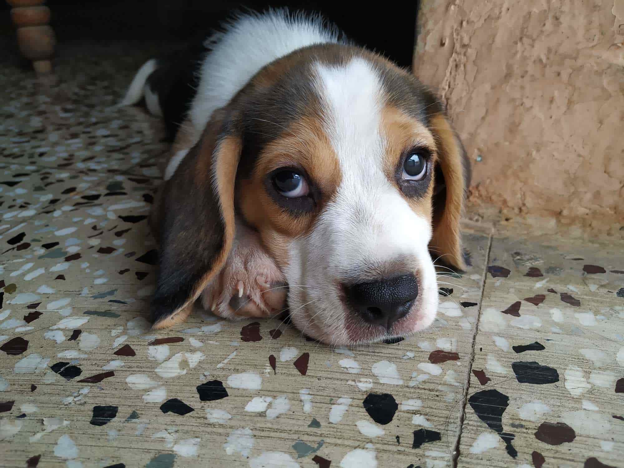 Bunty Pets, Ganesh Nagar Pet Shops For Dog in Nagpur Justdial