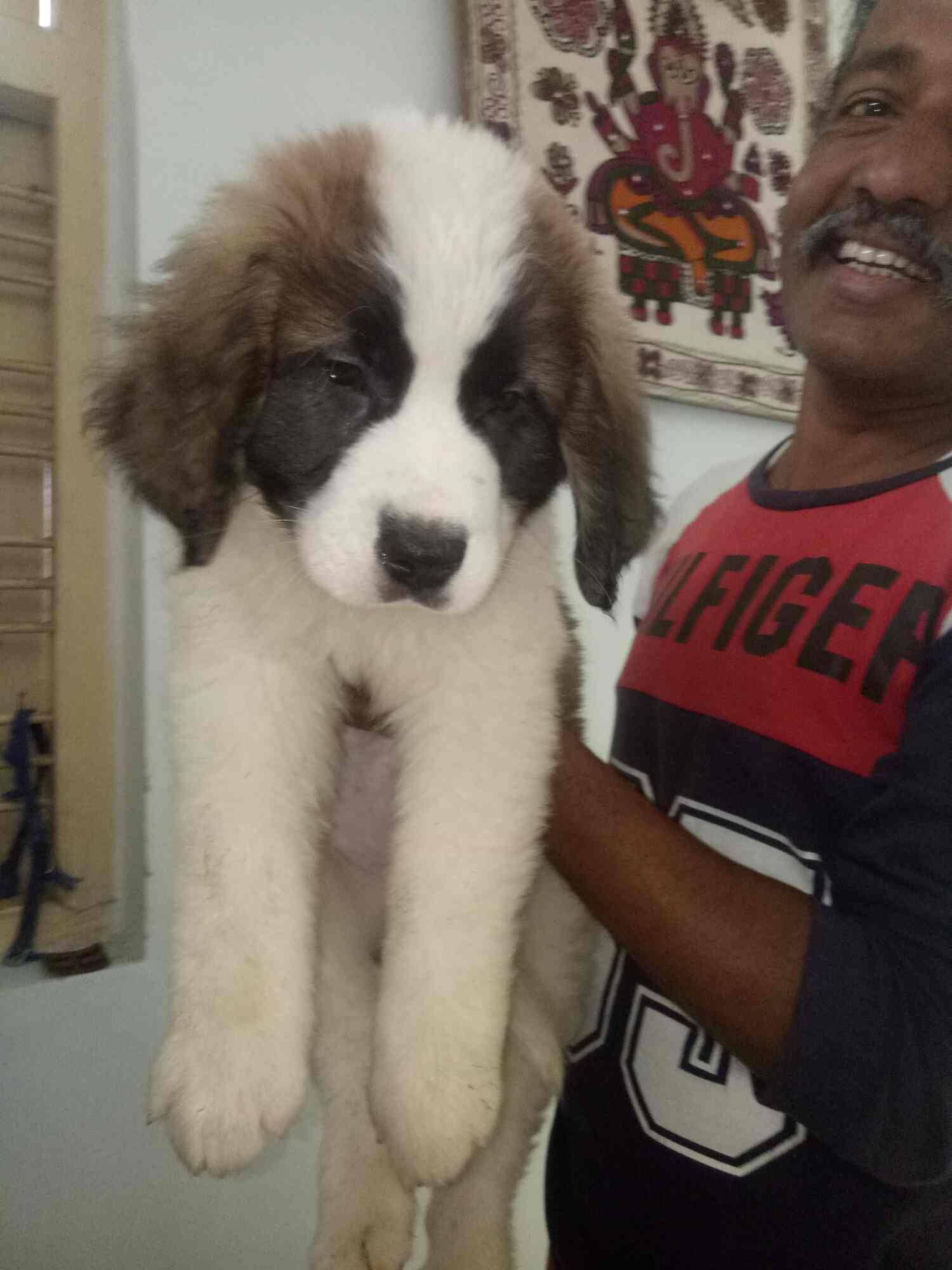 Top Pet Shops in Nagpur Best Pet Store near me Justdial