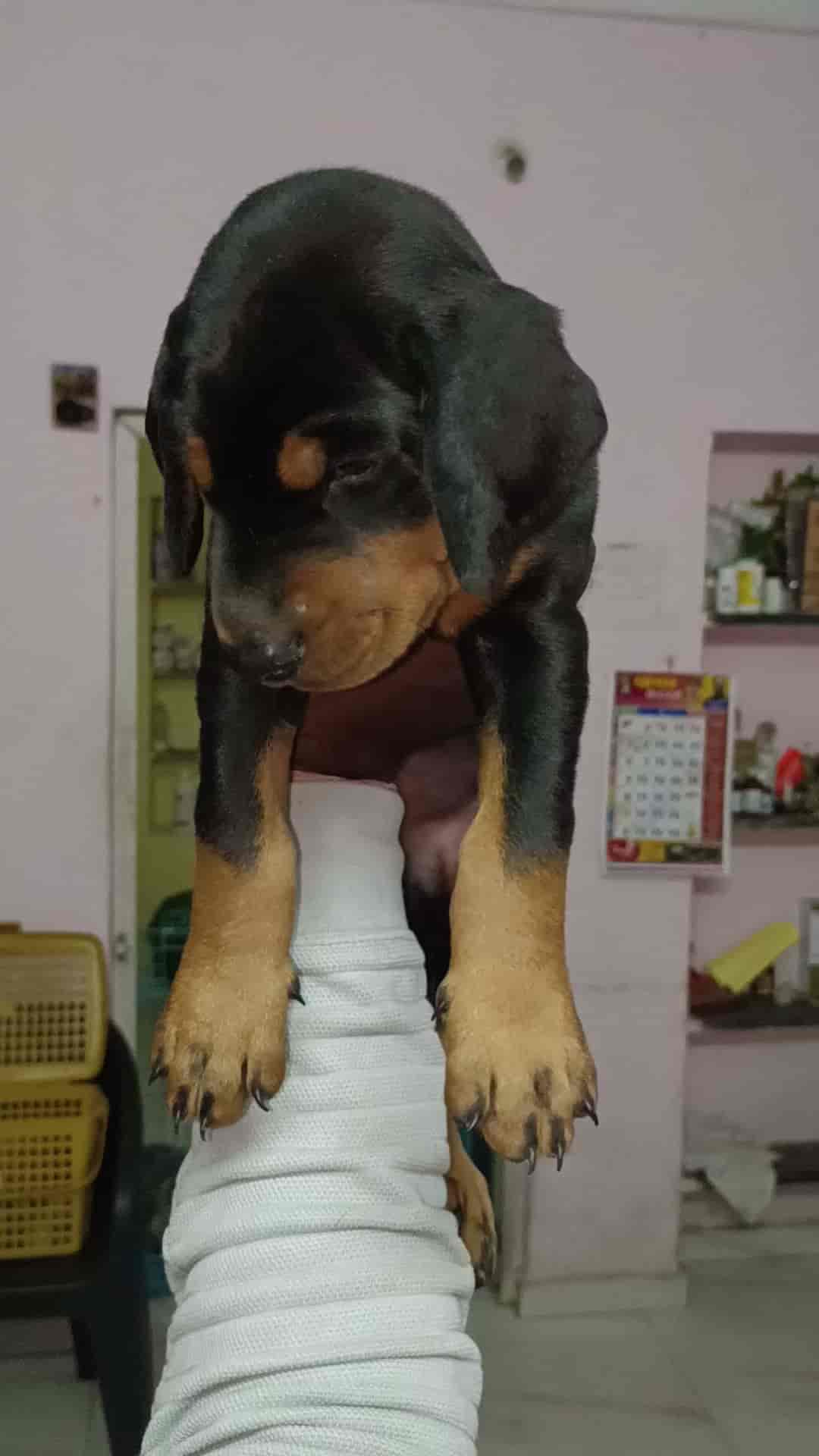 Top Pet Shops in Nagpur Best Pet Store near me Justdial