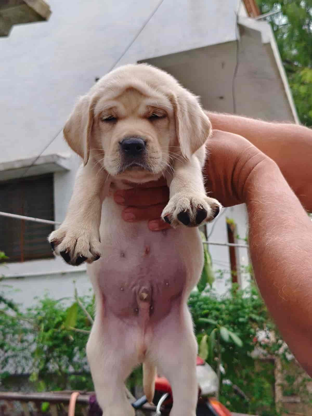 Top Pet Shops in Nagpur Best Pet Store near me Justdial