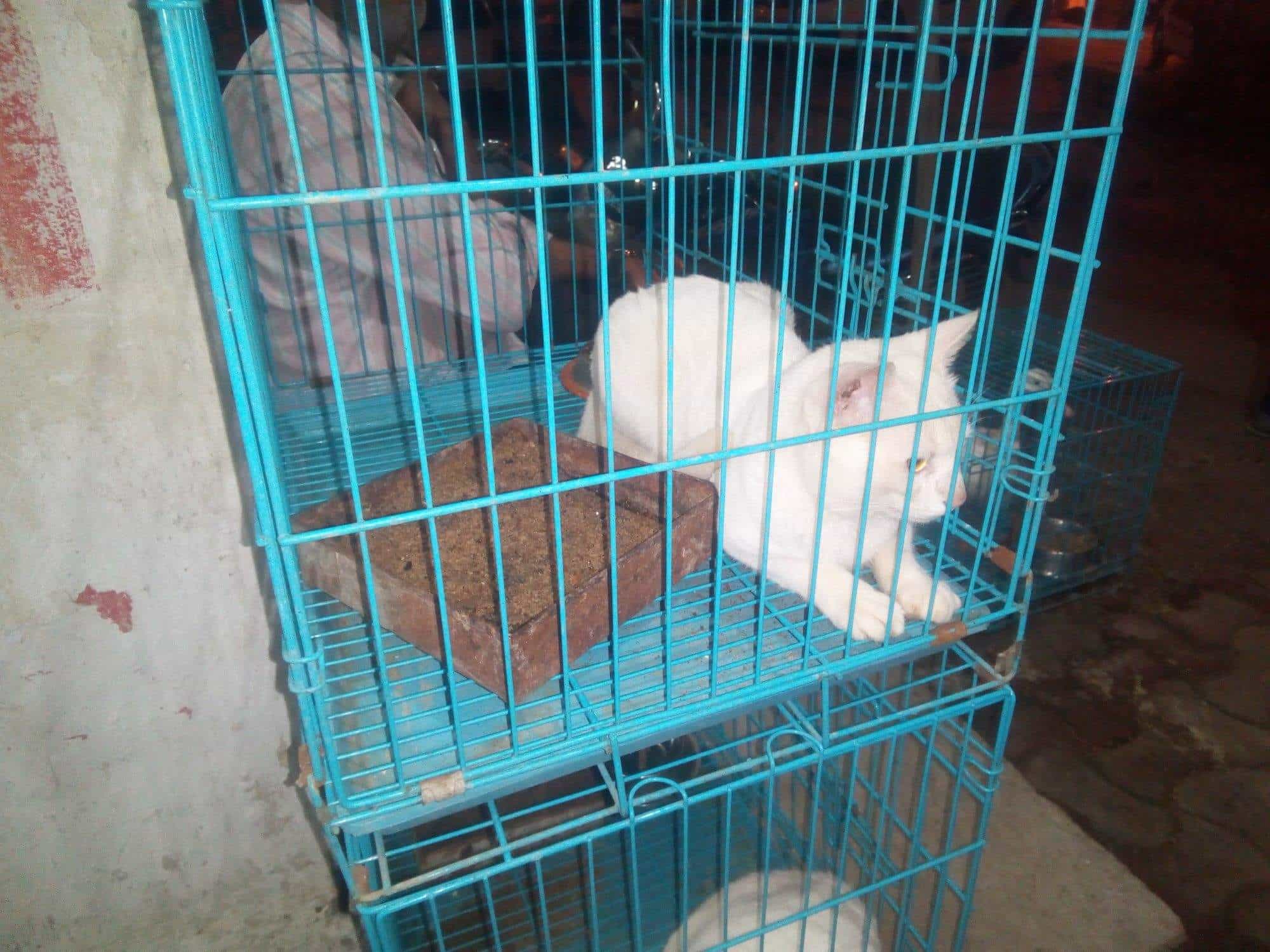 Top Pet Shops in Nagpur Best Pet Store near me Justdial