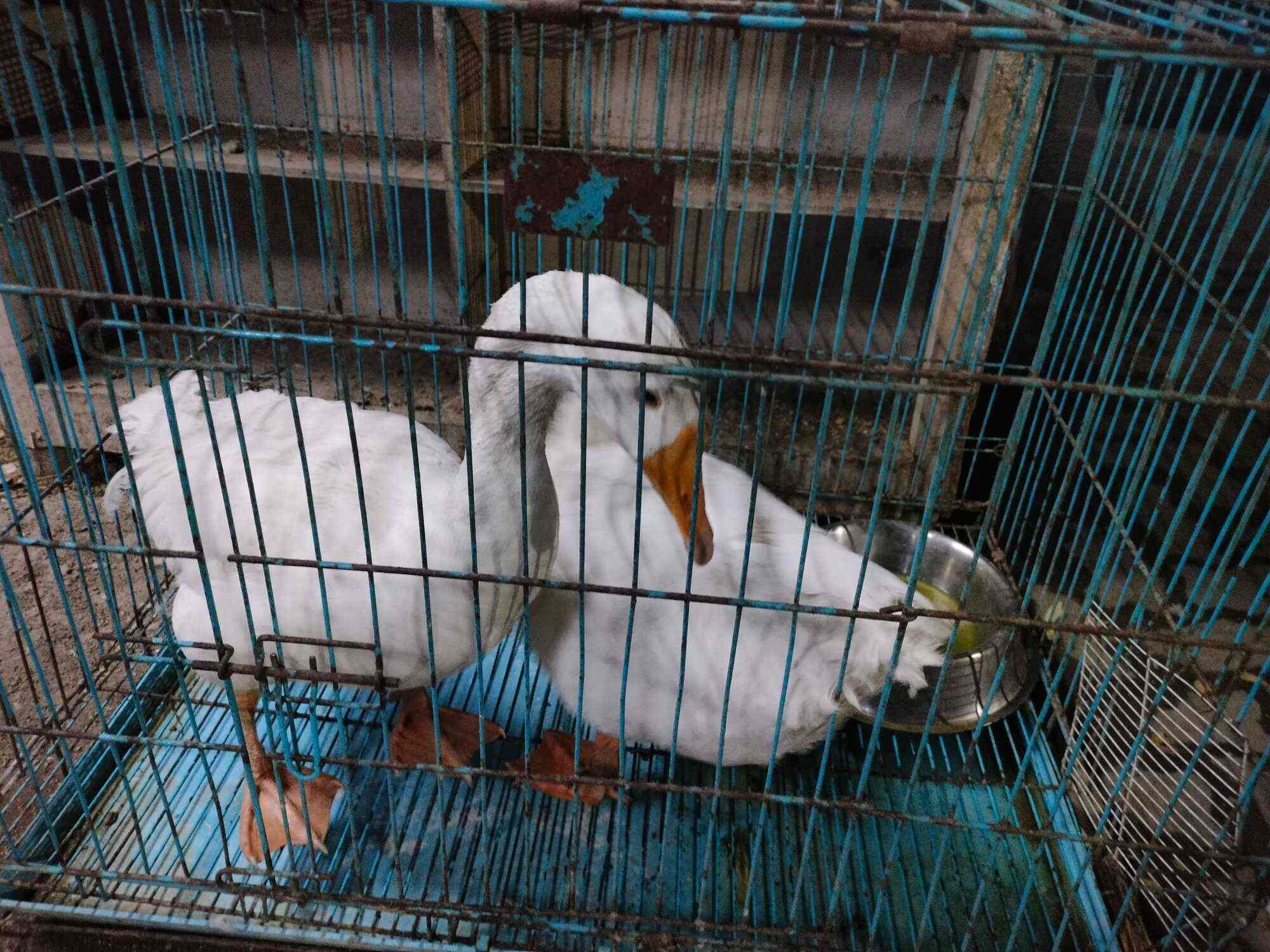 Top Pet Shops in Nagpur Best Pet Store near me Justdial