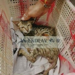 An Endeavor in Seminary Hills,Nagpur - Best Welfare Organisations in Nagpur - Justdial An Endeavor in Seminary Hills,Nagpur - Best Welfare Organisations in Nagpur - Justdial