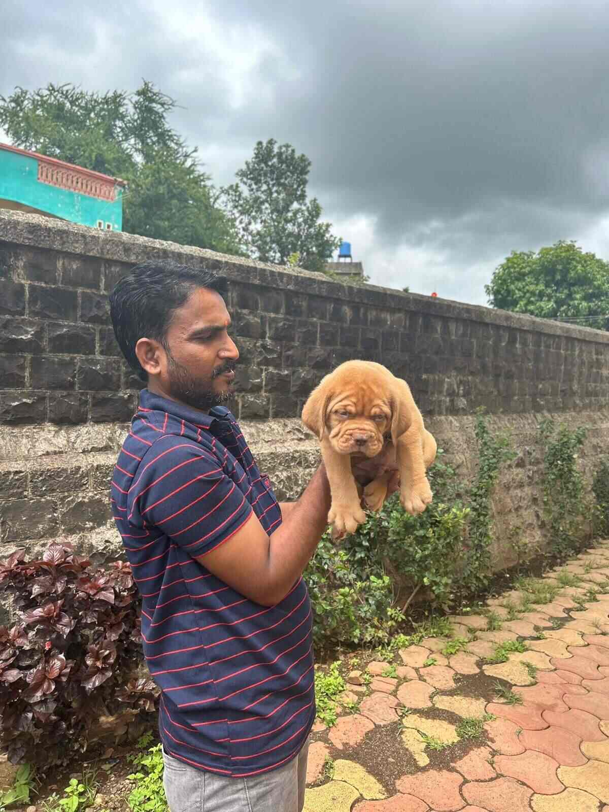 Top Pet Shops in Nagpur Best Pet Store near me Justdial