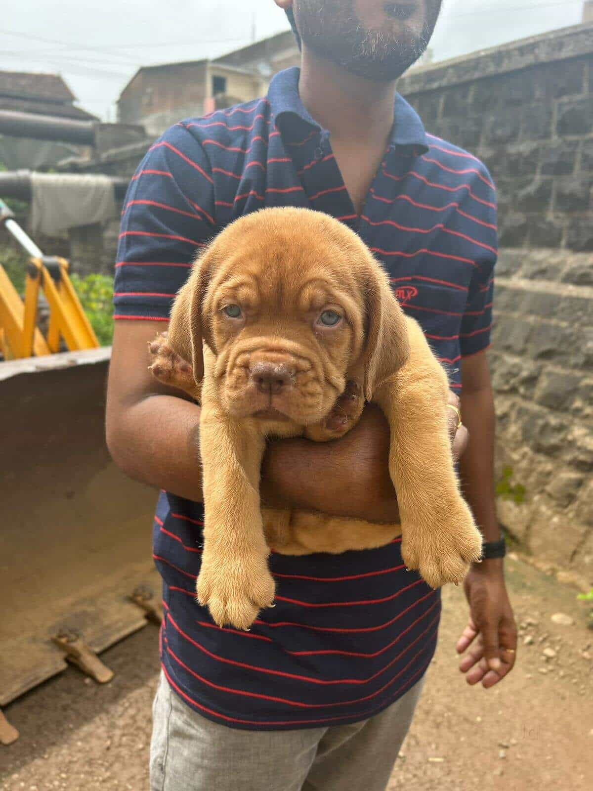 Top Pet Shops in Nagpur Best Pet Store near me Justdial