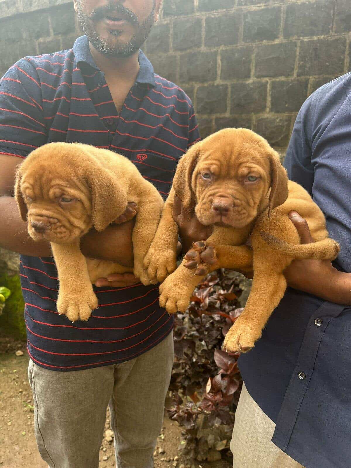 Top Pet Shops in Nagpur Best Pet Store near me Justdial