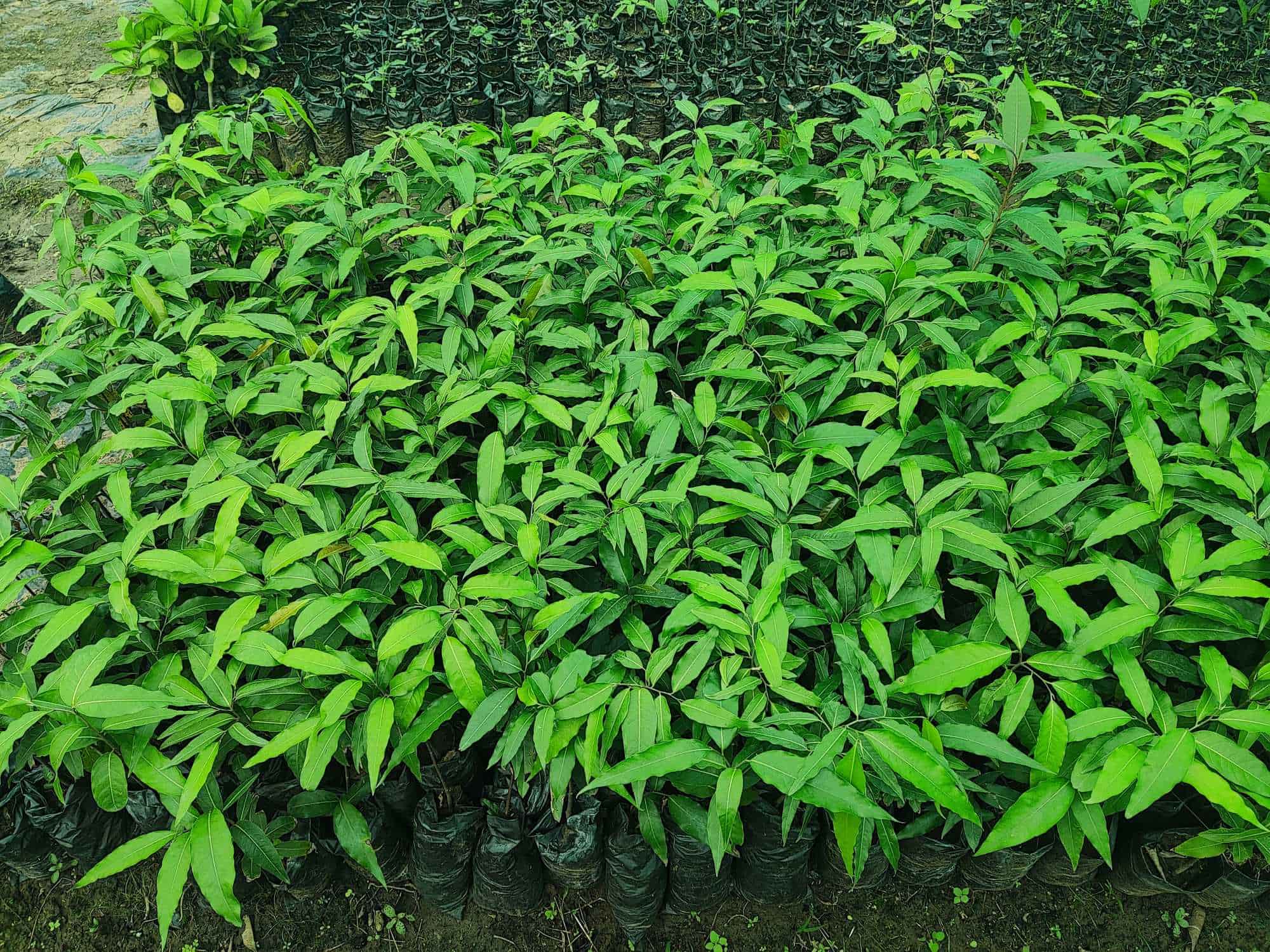 Top Tree Nurseries in Saoner Best Nursery Tree Creepers Nagpur near