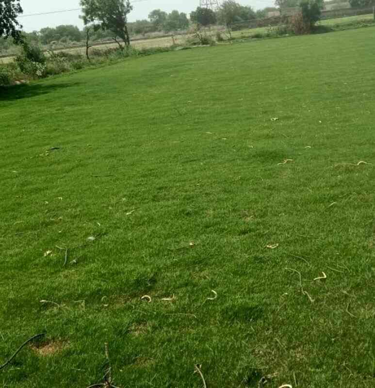 Top Tree Nurseries in Saoner Best Nursery Tree Creepers Nagpur near