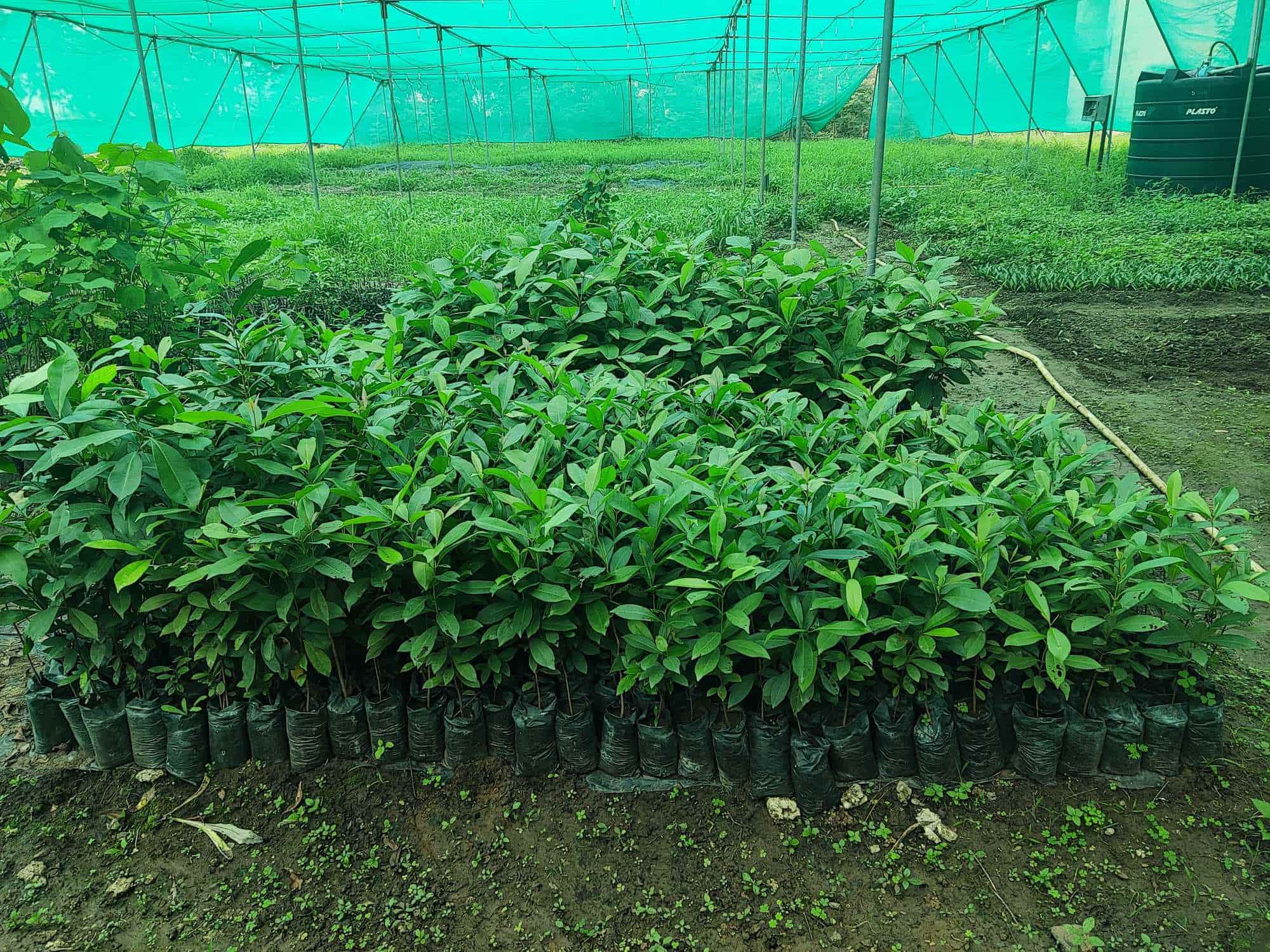 Top Tree Nurseries in Saoner Best Nursery Tree Creepers Nagpur near