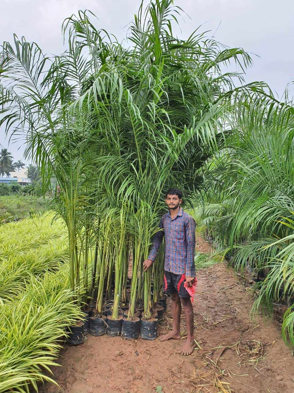 Top Tree Nurseries in Saoner Best Nursery Tree Creepers Nagpur near